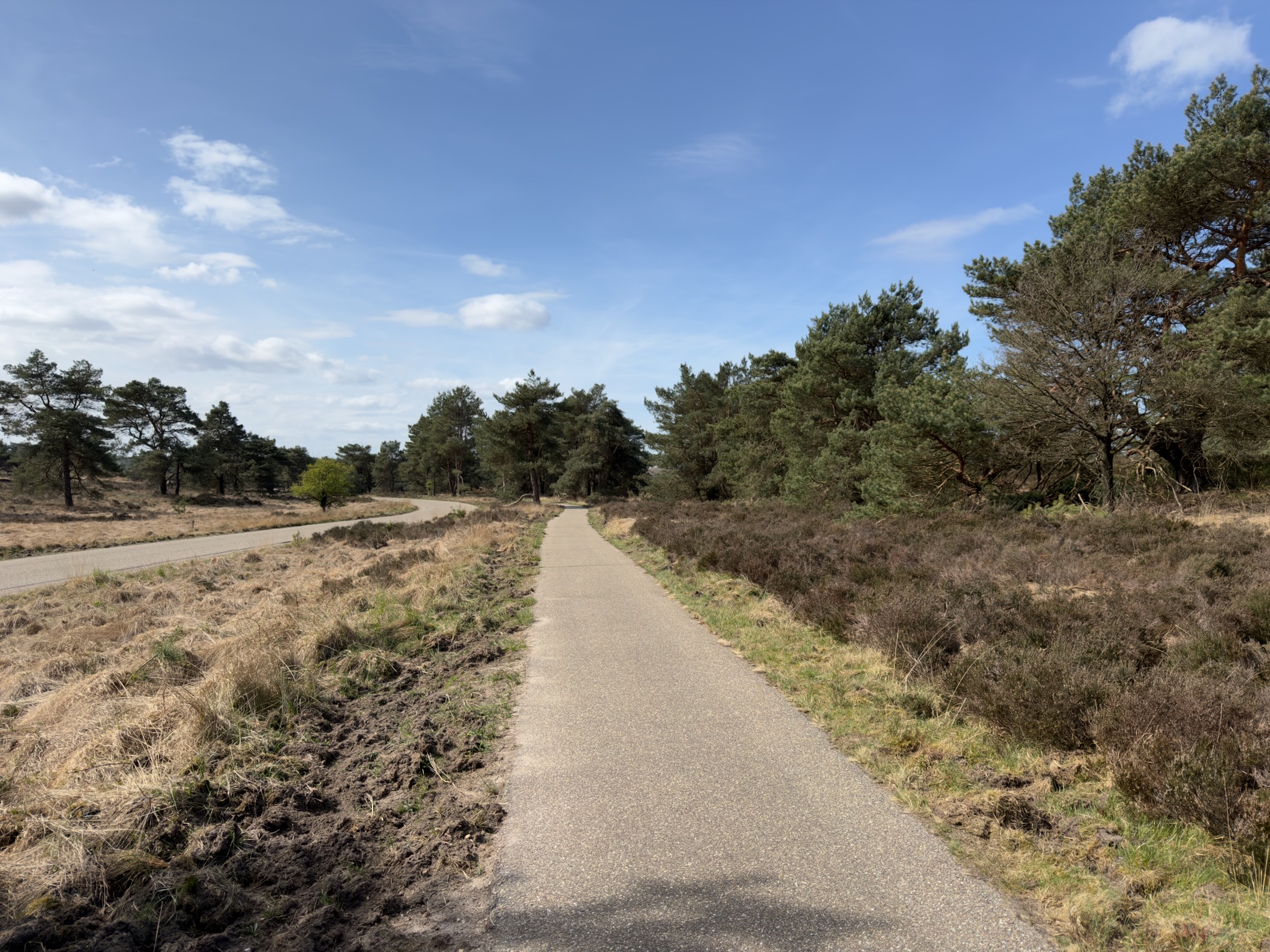 Paved path running through open heathland bordered by pines on a sunny day