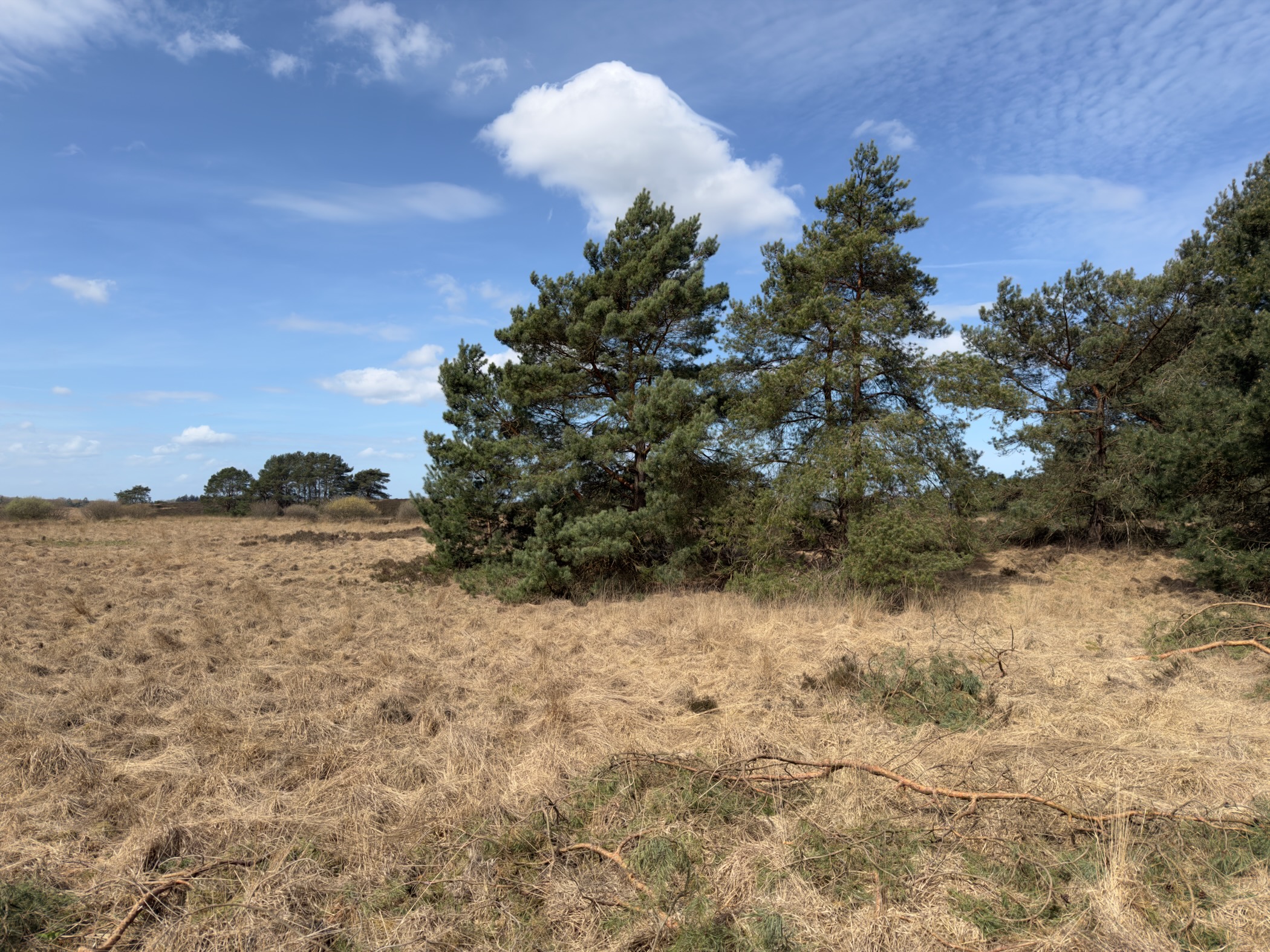 Group of pine trees rising from dry grassland under a blue sky with scattered clouds