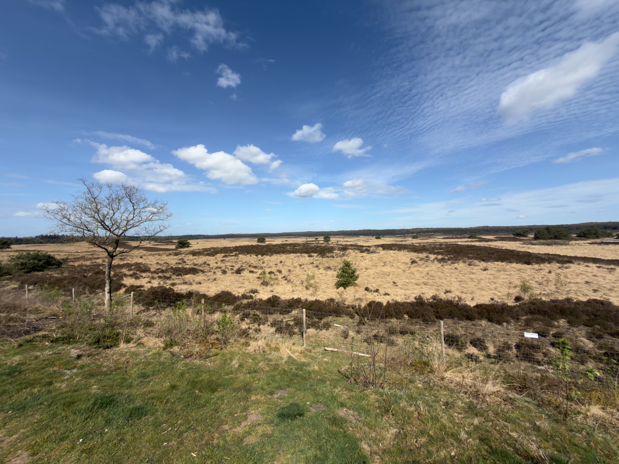 Wide view over open heathland with a bare birch tree on the left and distant treeline