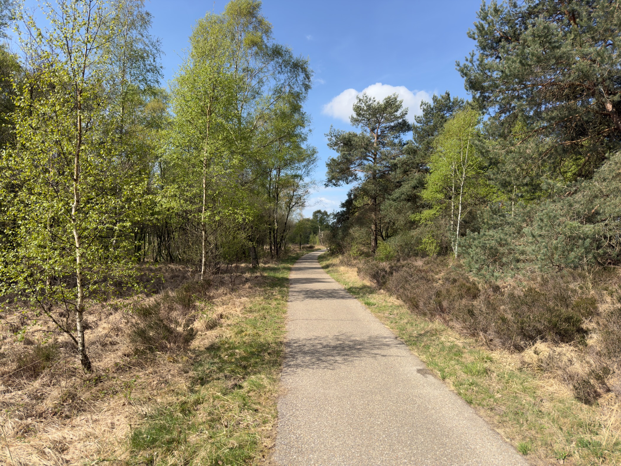 Straight paved path flanked by young birches in fresh green spring foliage and pines