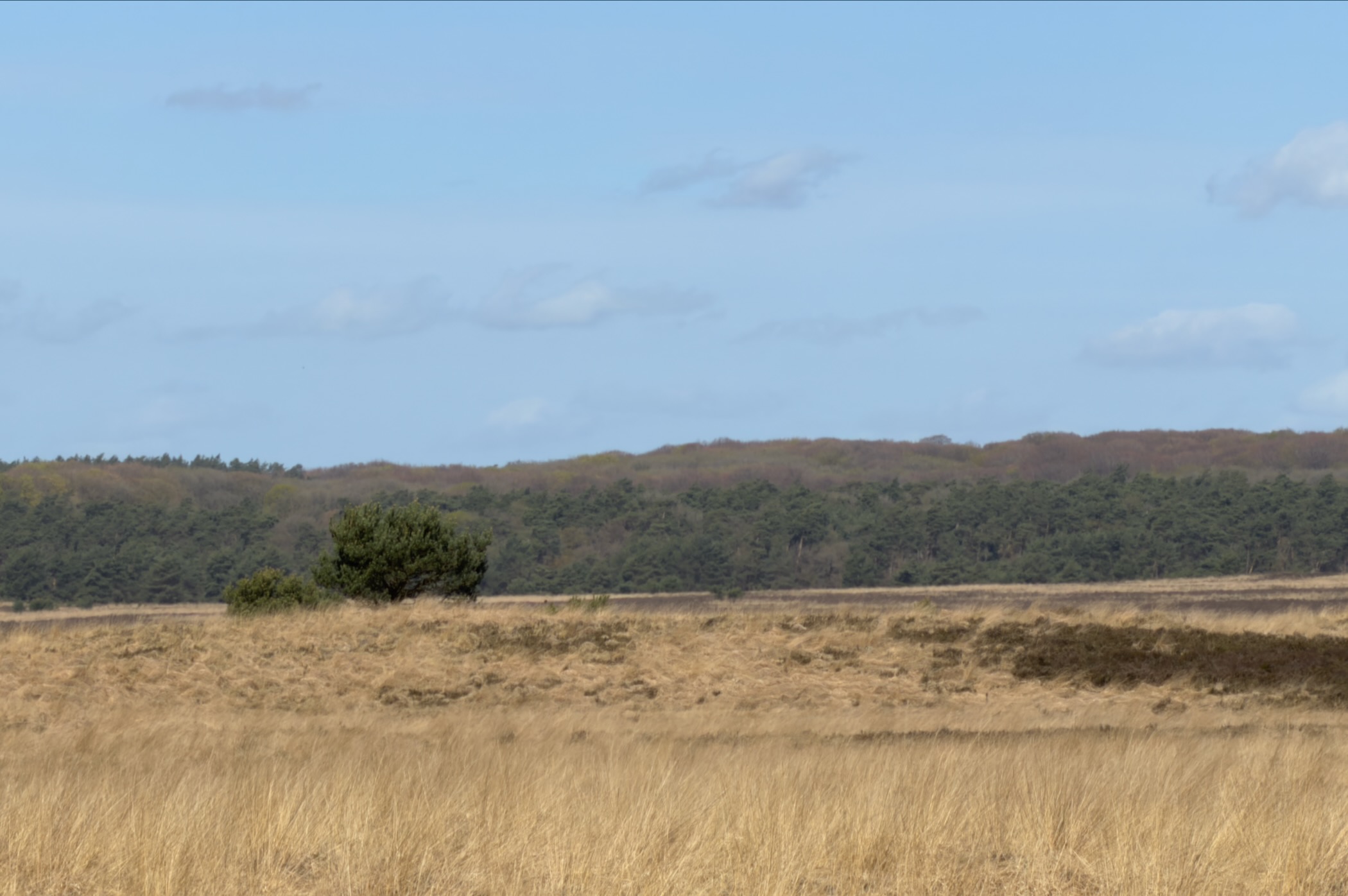 Distant forested ridge seen across a golden heathland with a single green shrub in the foreground
