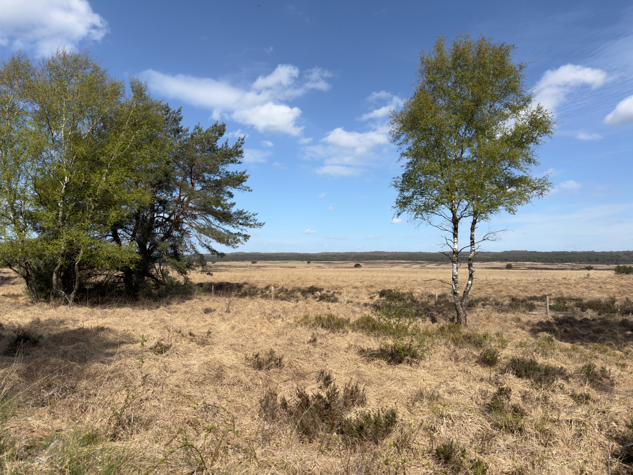 Solitary birch tree standing in dry grassland with heather and a treeline in the distance