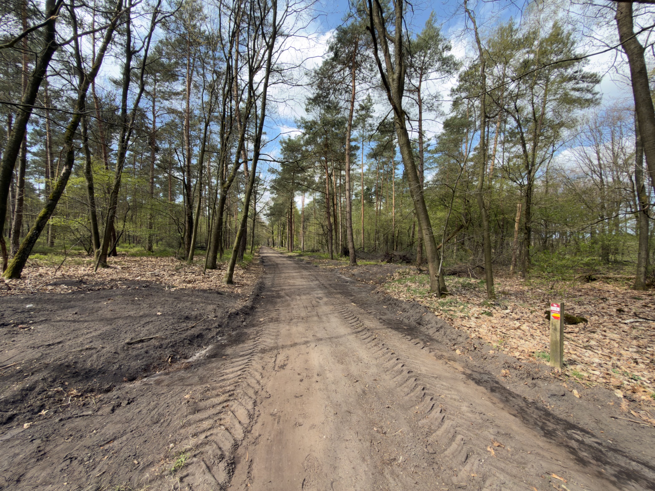 Wide forest track with deep tyre ruts in soft sand, passing through tall pines and birches