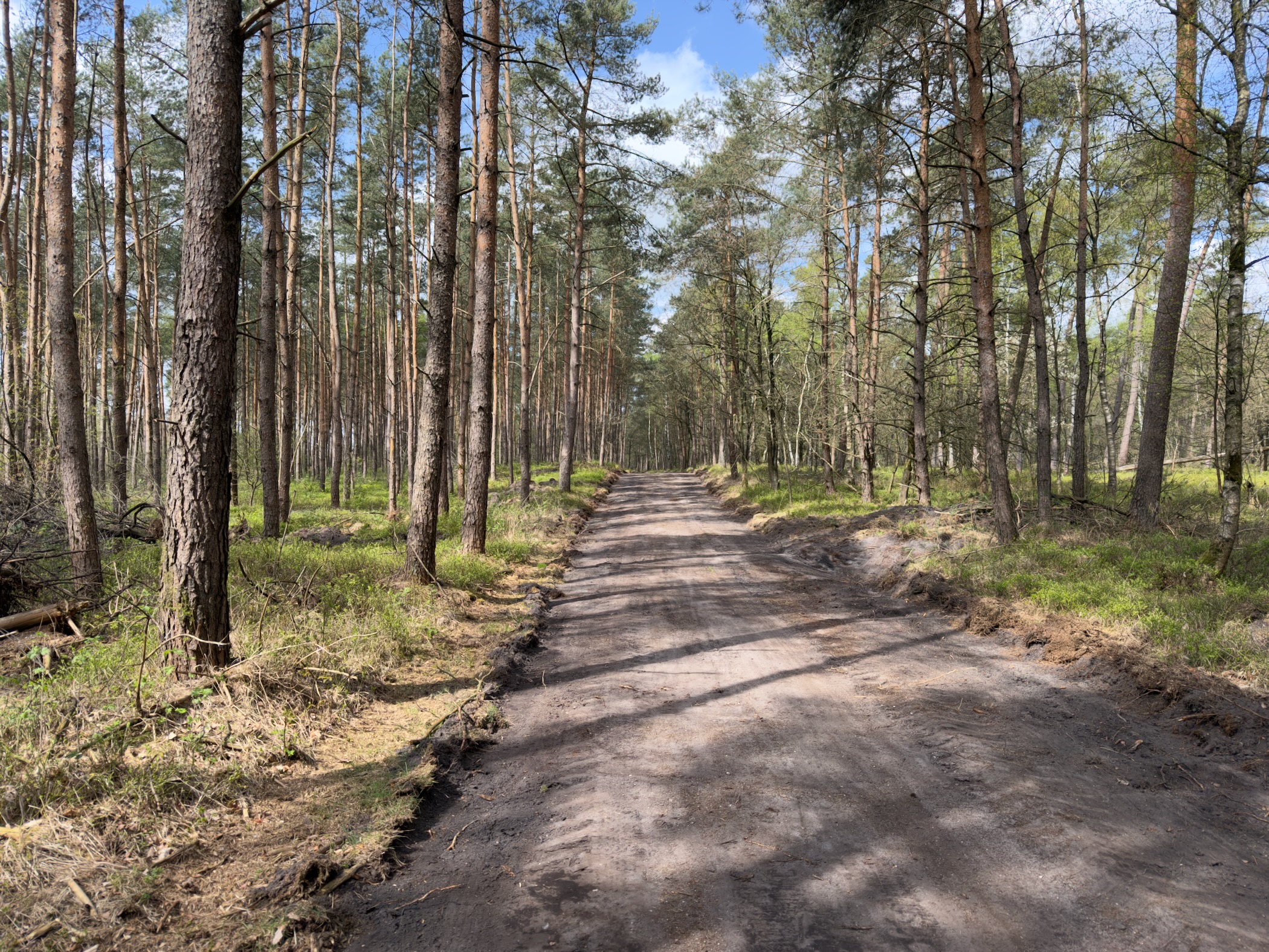 Sandy forest road flanked by dense rows of slender pine trunks