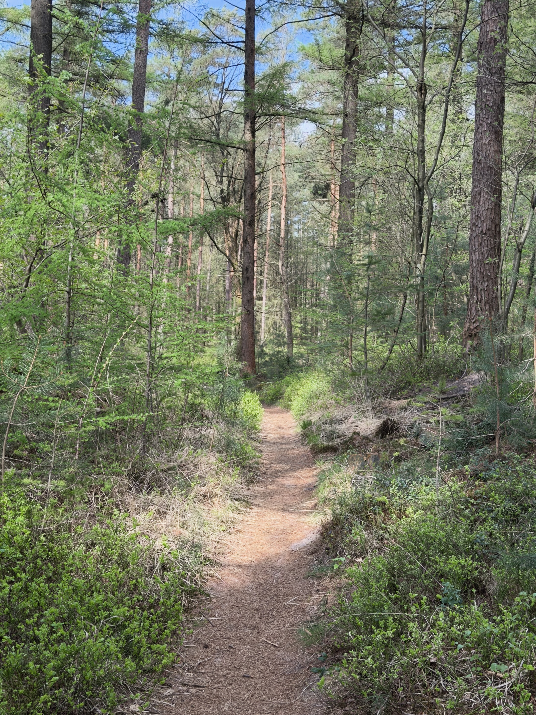 Narrow single-track path through a pine forest with fresh green undergrowth on both sides