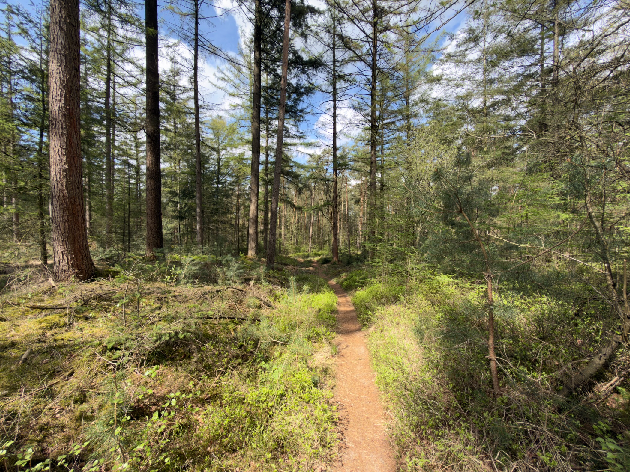 Sunlit trail through a mossy pine forest with bright green vegetation on the forest floor