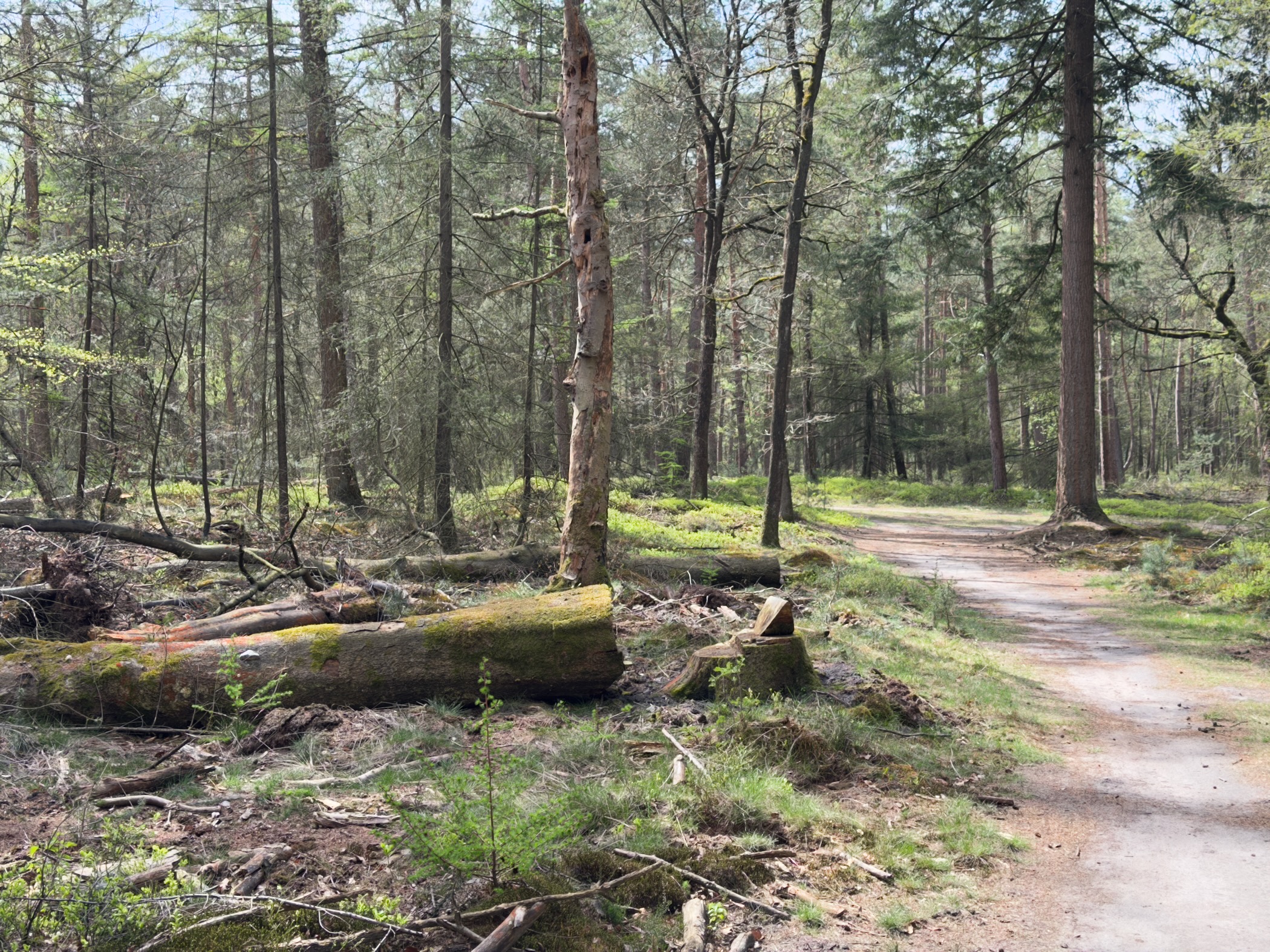Forest path beside a moss-covered fallen log in an airy woodland with dappled light