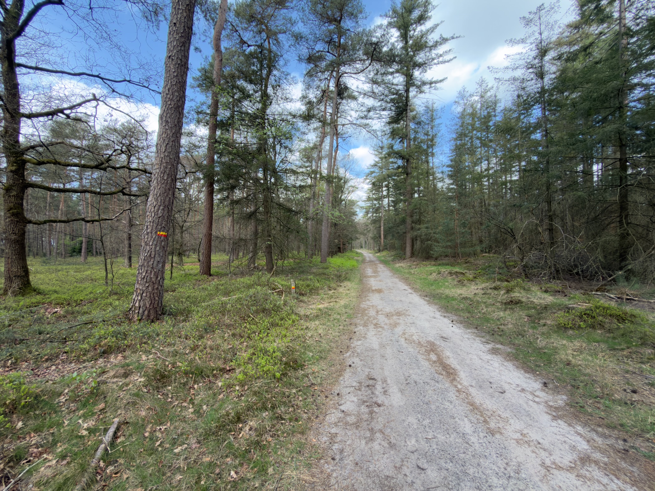 Sandy forest lane with an orange trail waymark on a tree trunk and tall pines overhead