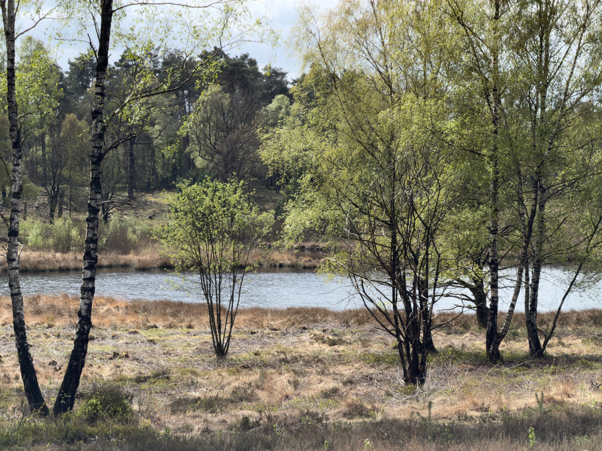 Small heath pond framed by birch trees in fresh green leaf