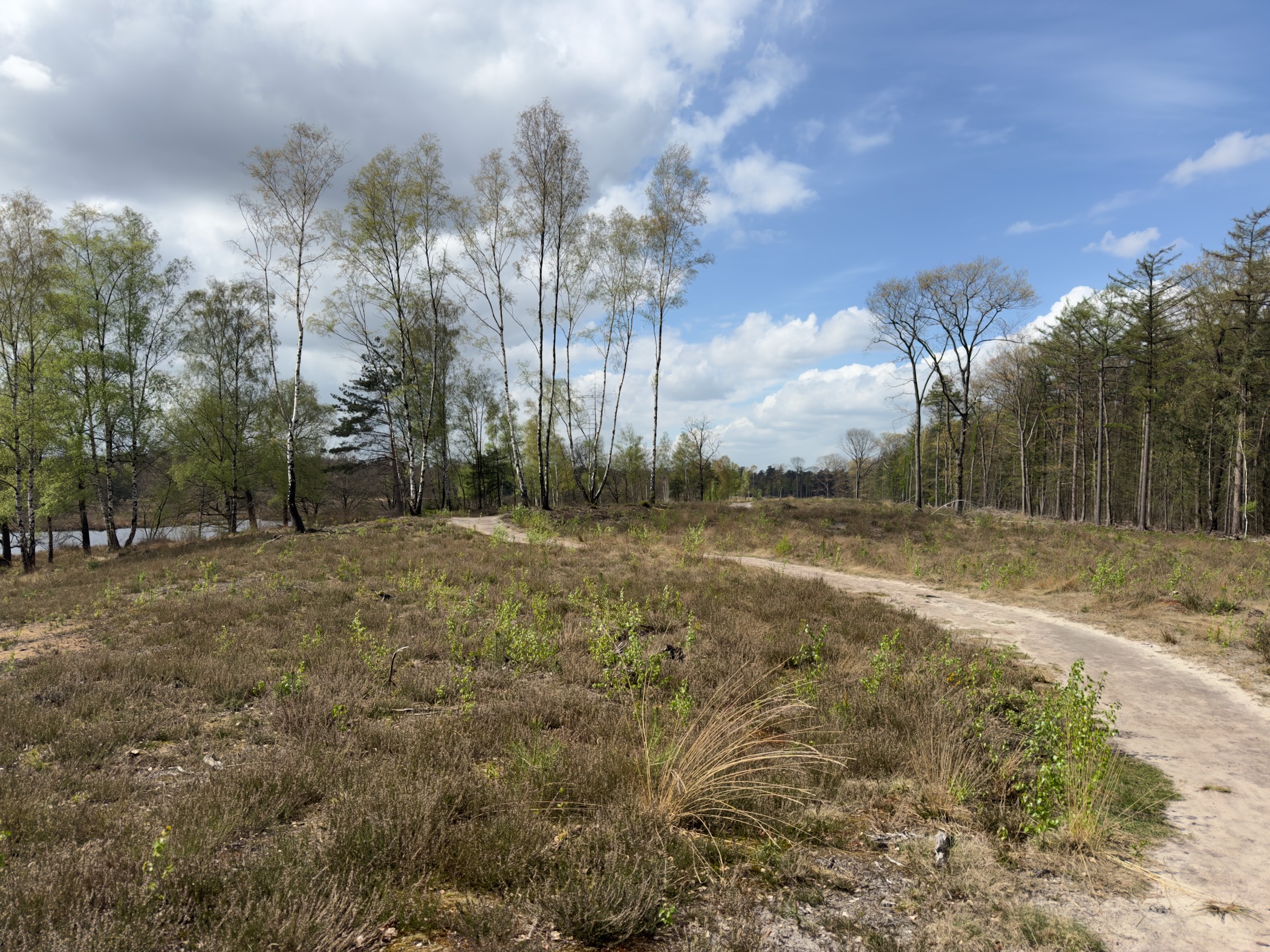 Sandy path curving through open heath with birch trees and a glimpse of pond water on the left