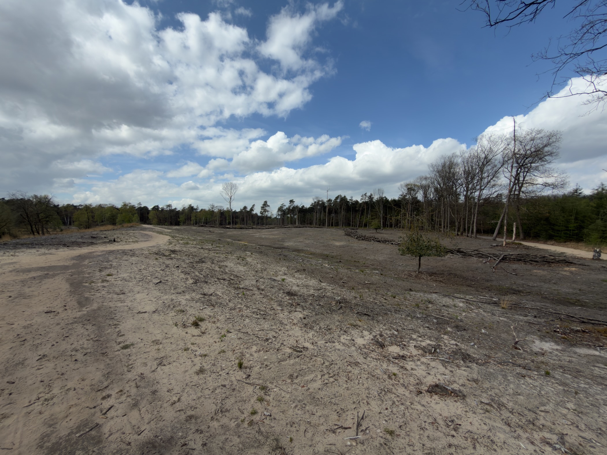 Open area of cleared forest with bare sandy soil and a treeline in the distance