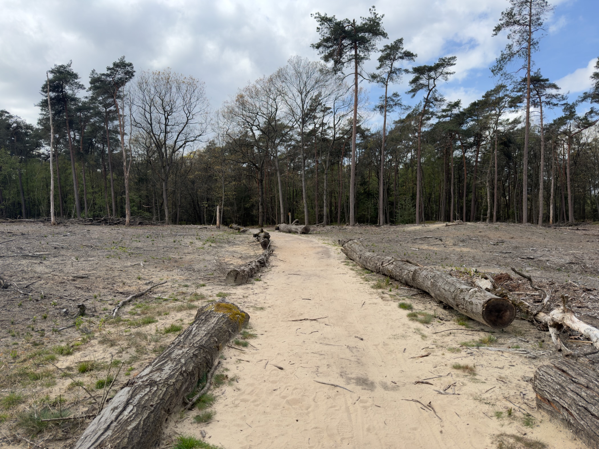Sandy path with long felled pine trunks laid along the sides in a recently thinned forest