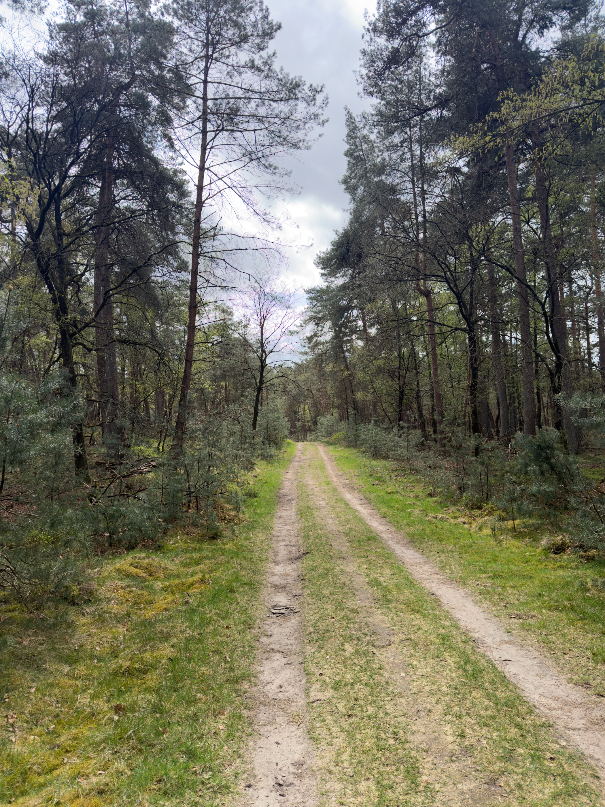 Double-track grassy forest path running between tall pines and birches