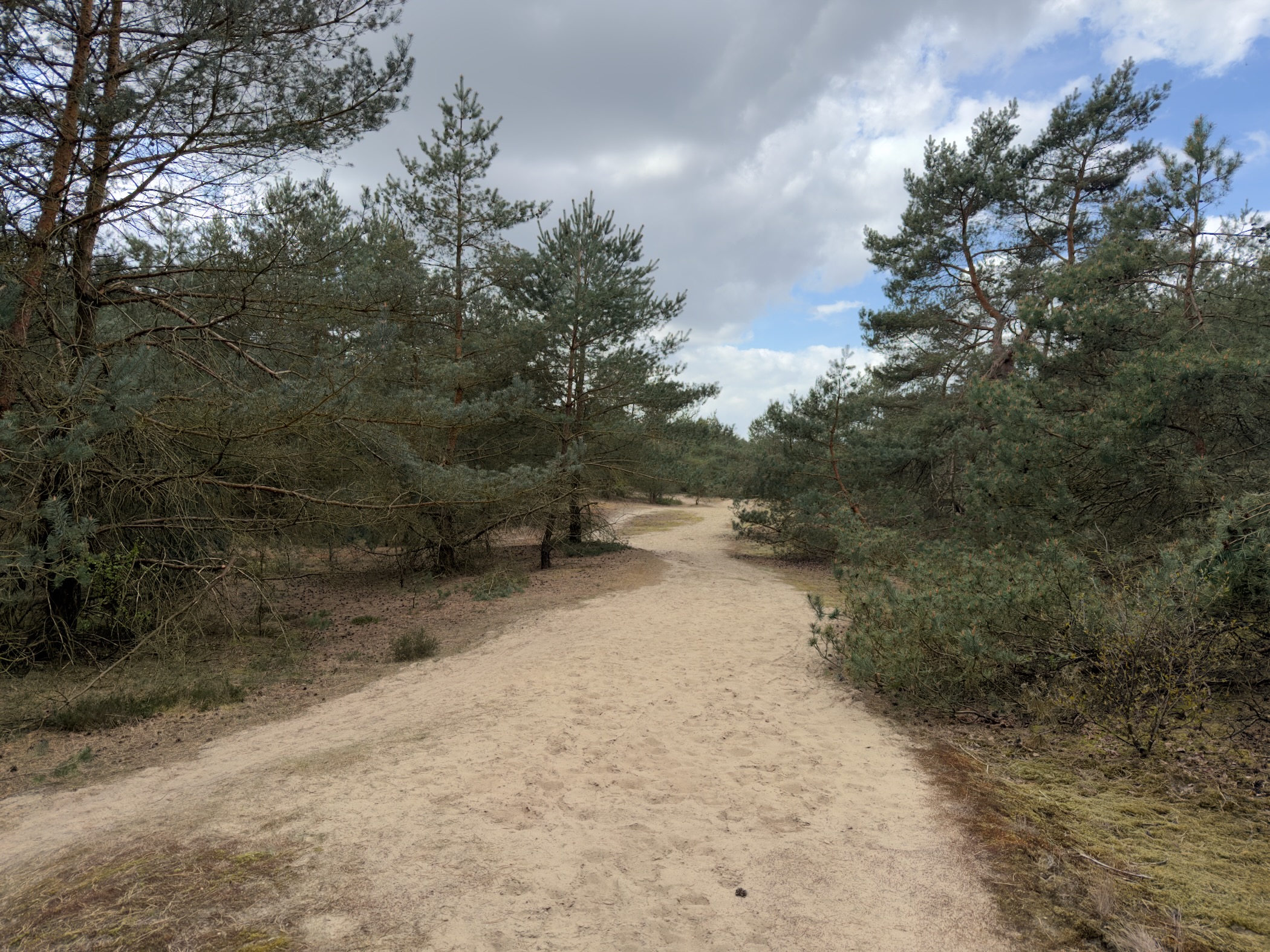 Wide sandy path curving through a clearing with young pines and scrub