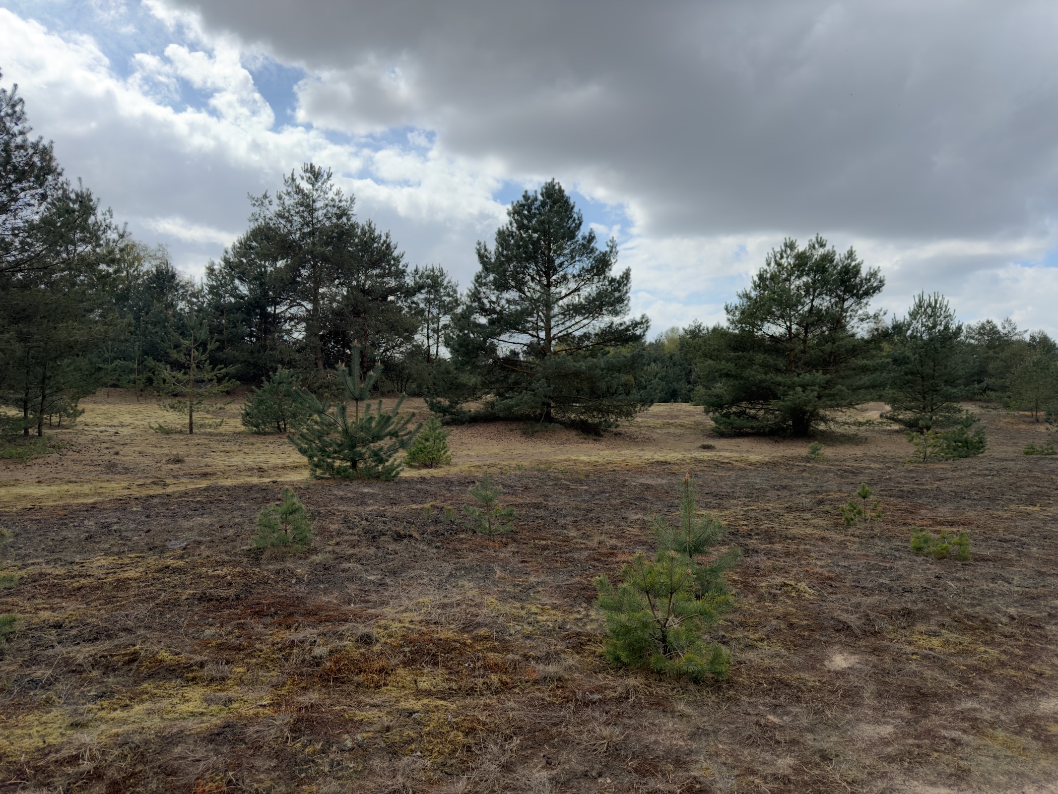 Open heathland dotted with young pines under a grey clouded sky