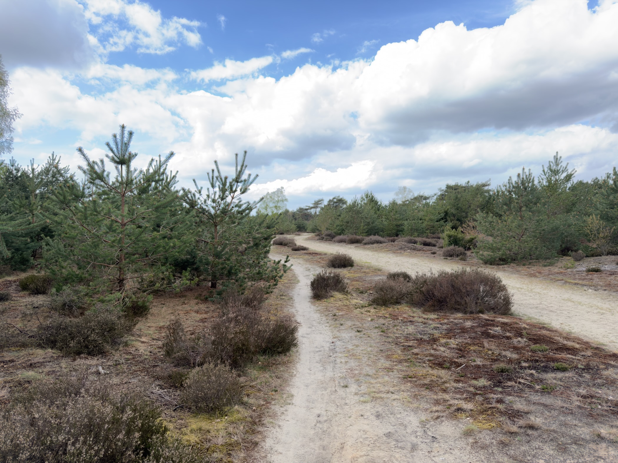 Narrow sandy trail running through heather and young conifers in open heathland