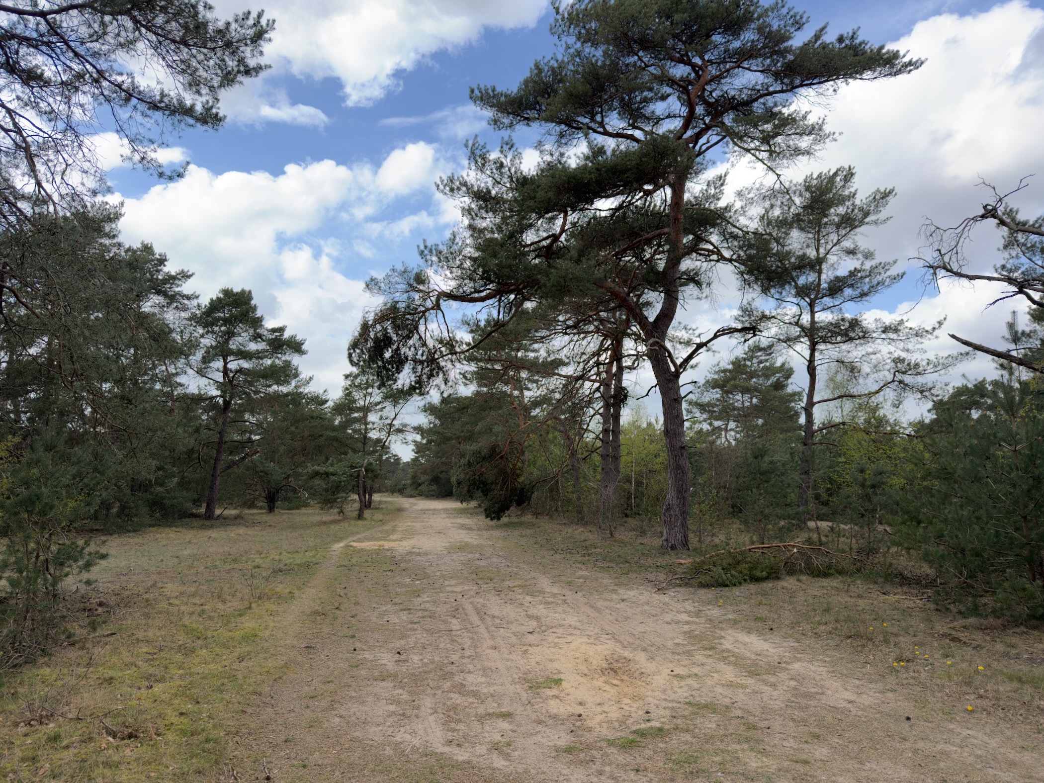 Junction on a sandy forest track beside a large Scots pine with spreading crown