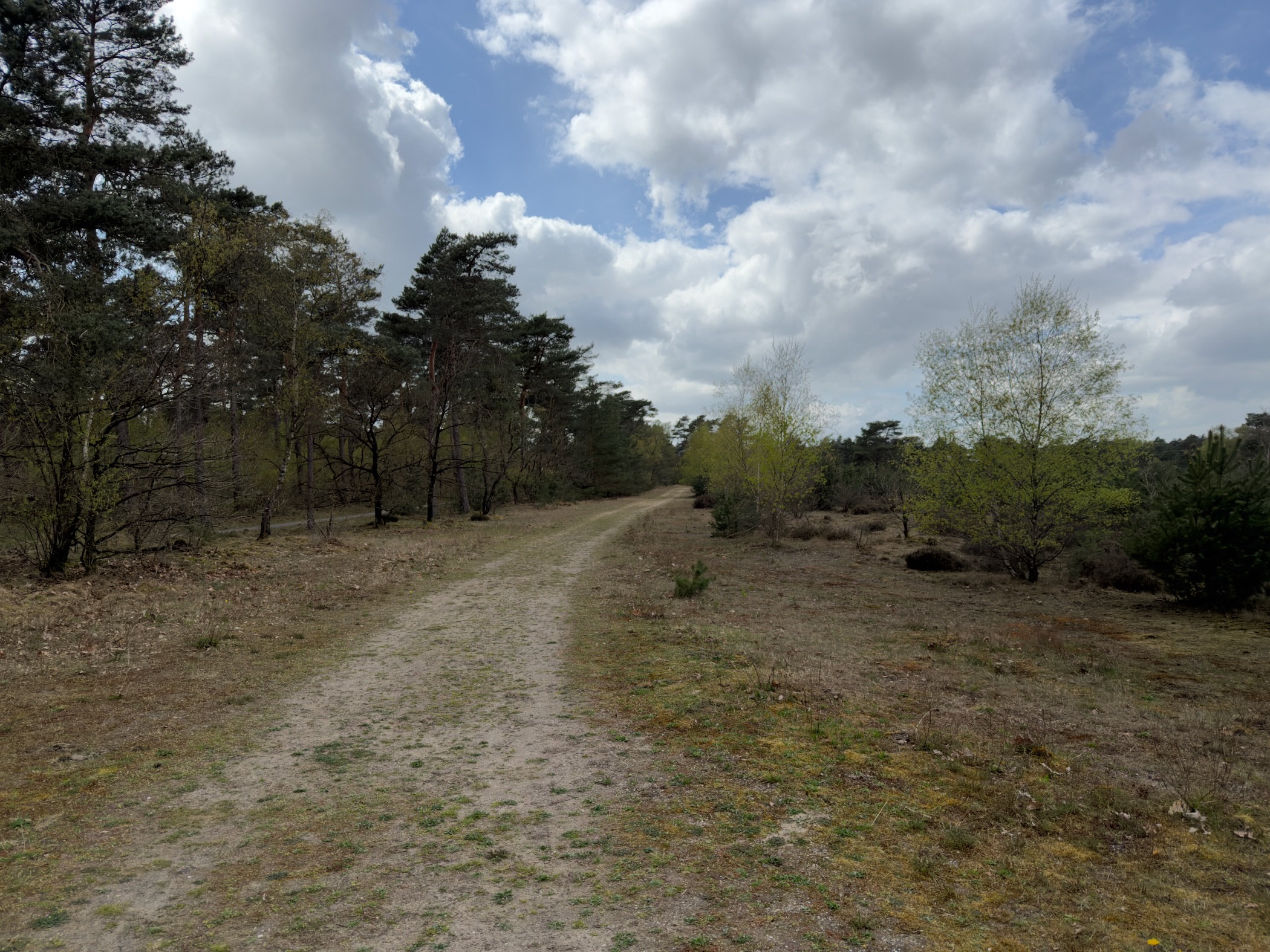 Sandy double track through heathland with birches and pines under a partly cloudy sky