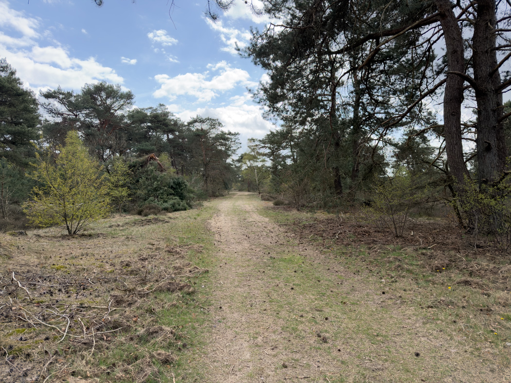 Grassy path running down a forest lane between pines and bare deciduous trees