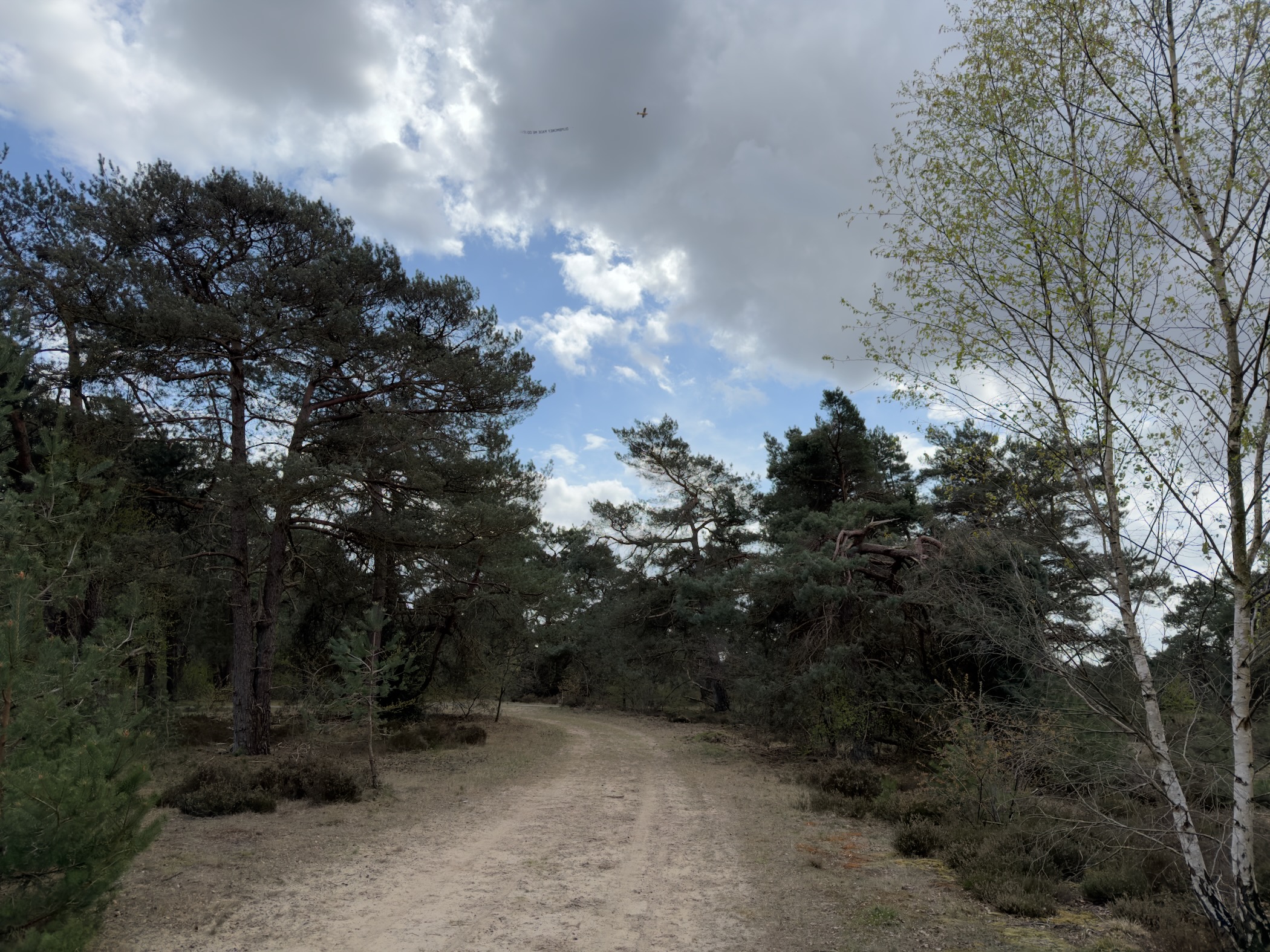 Sandy track through a landscape of pines and a young birch with dramatic clouds overhead