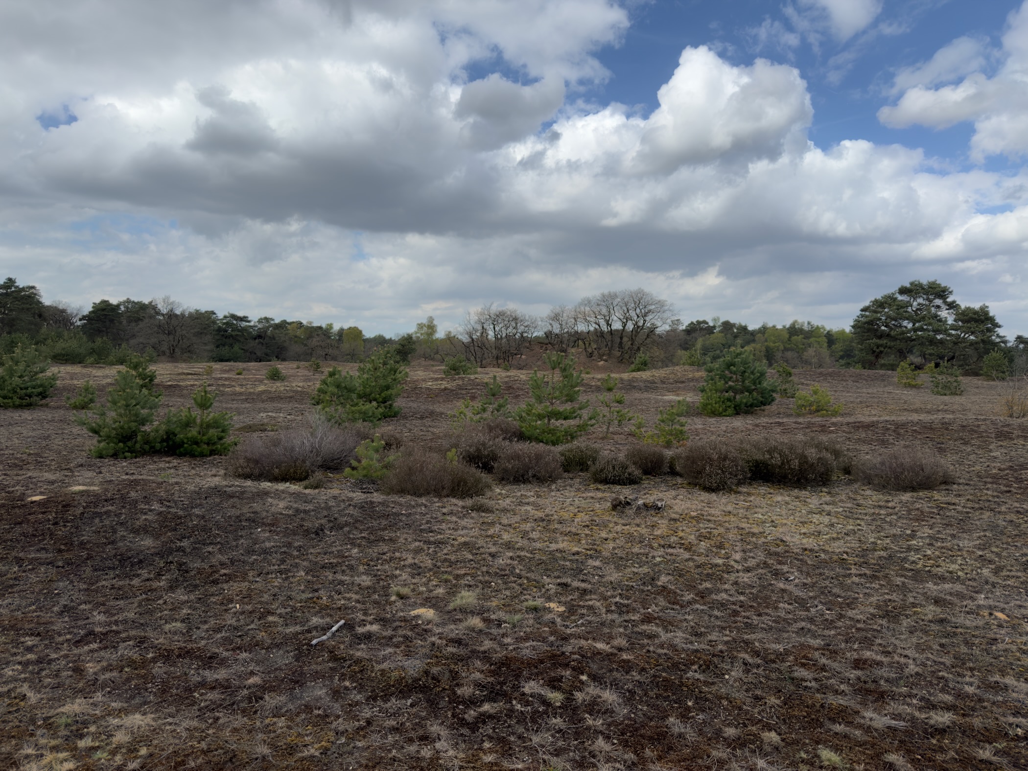 Broad open heathland with low shrubs and scattered trees under a dramatic cloudy sky