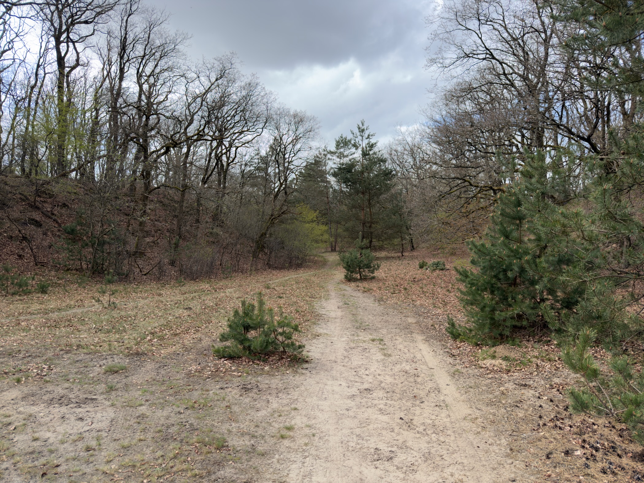 Sandy trail descending through a shallow dell bordered by bare oaks and scattered pines