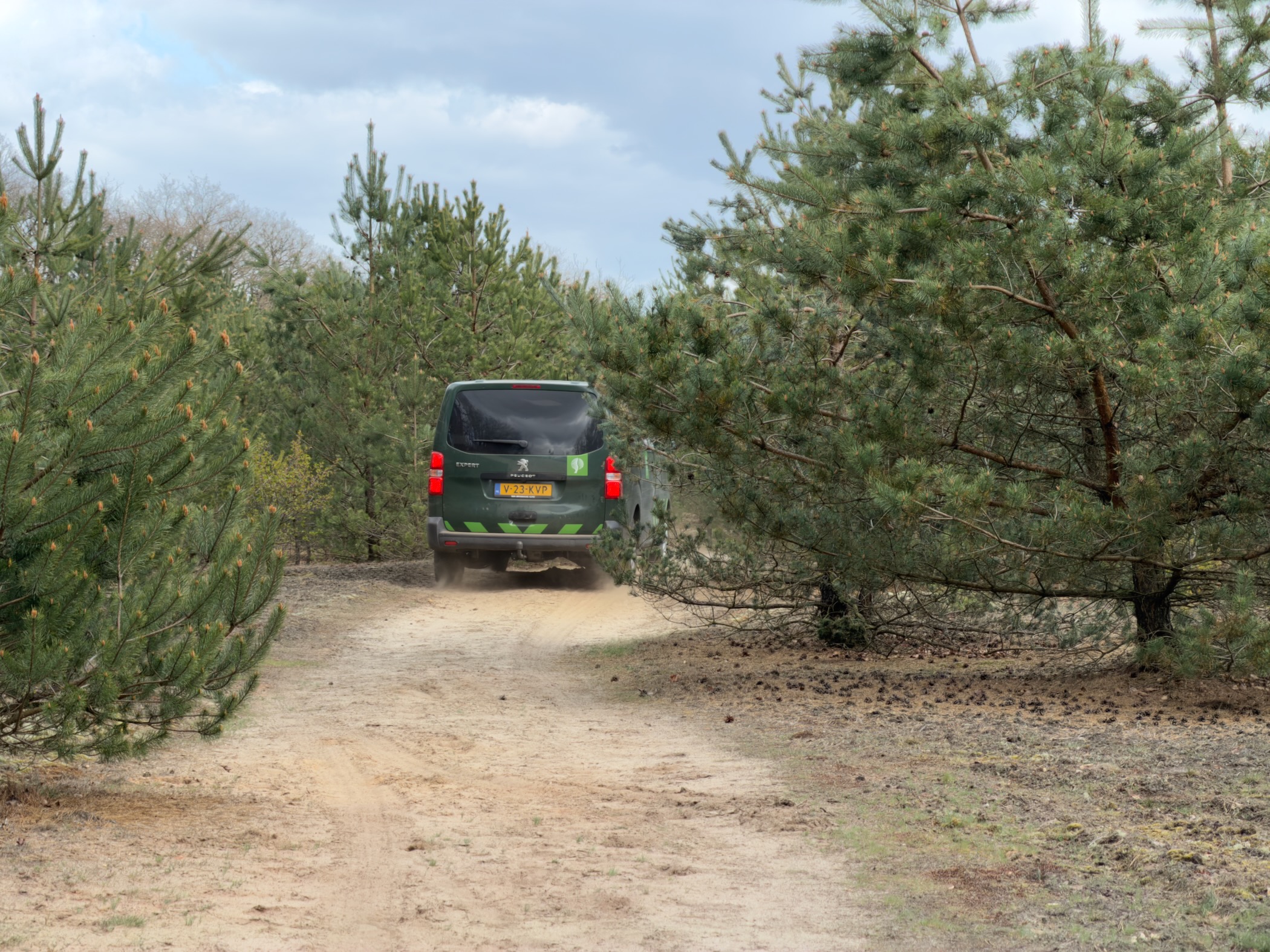 Dark green forestry van with hazard markings driving away down a sandy track between young pines