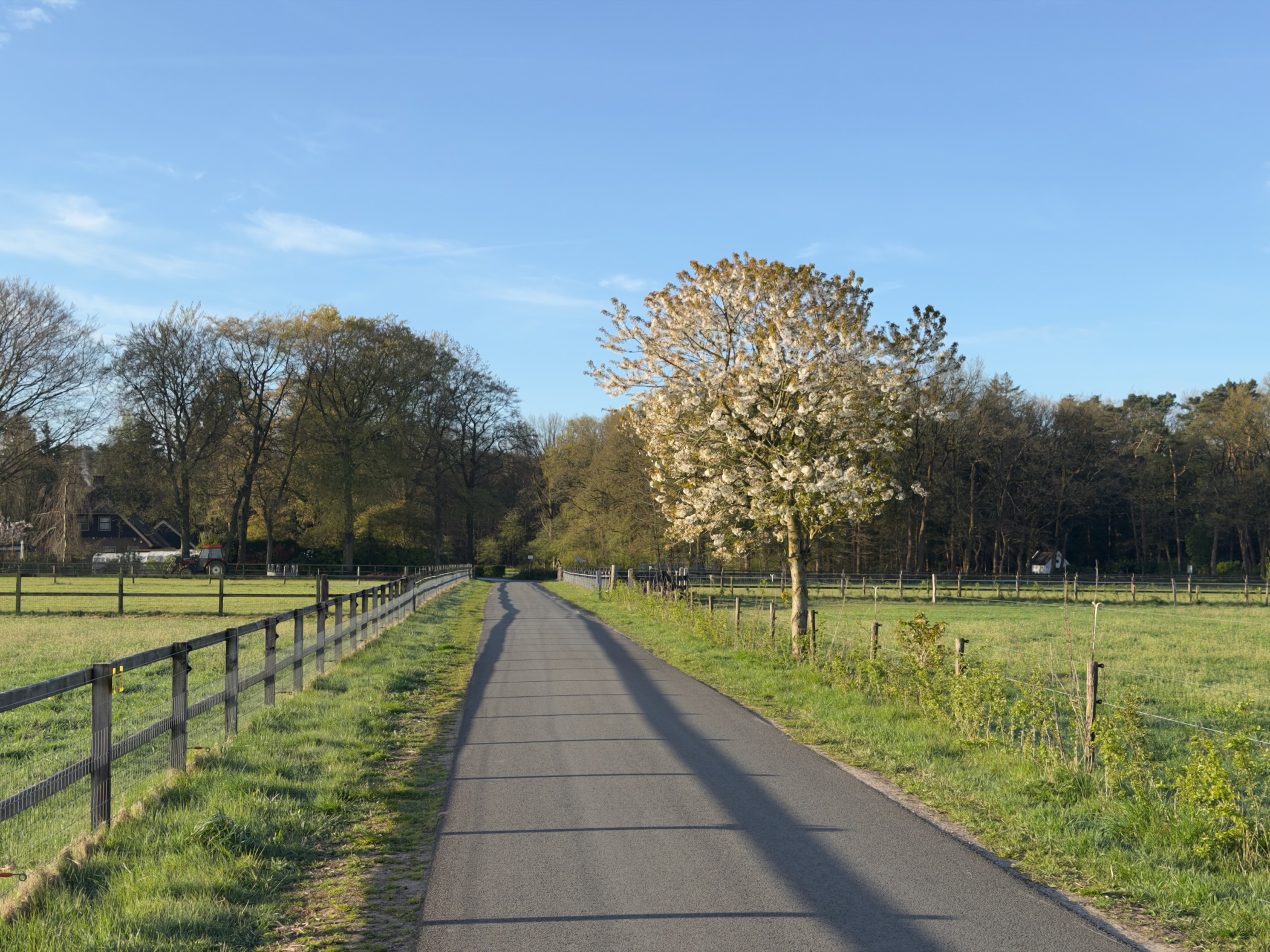 Straight paved lane between fenced pastures with a blooming cherry tree