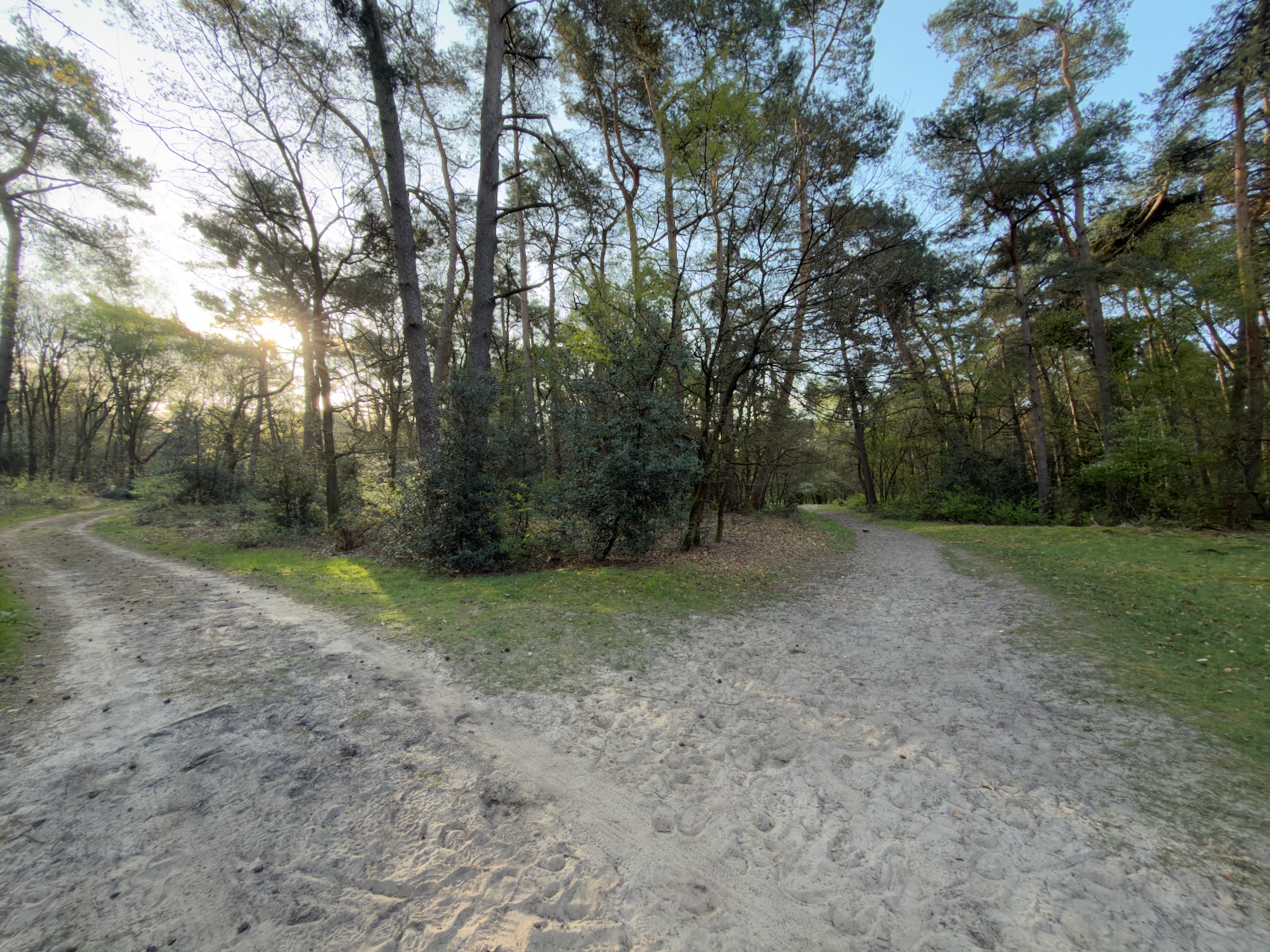 Fork in sandy paths through a pine forest with sunlight filtering through the trees