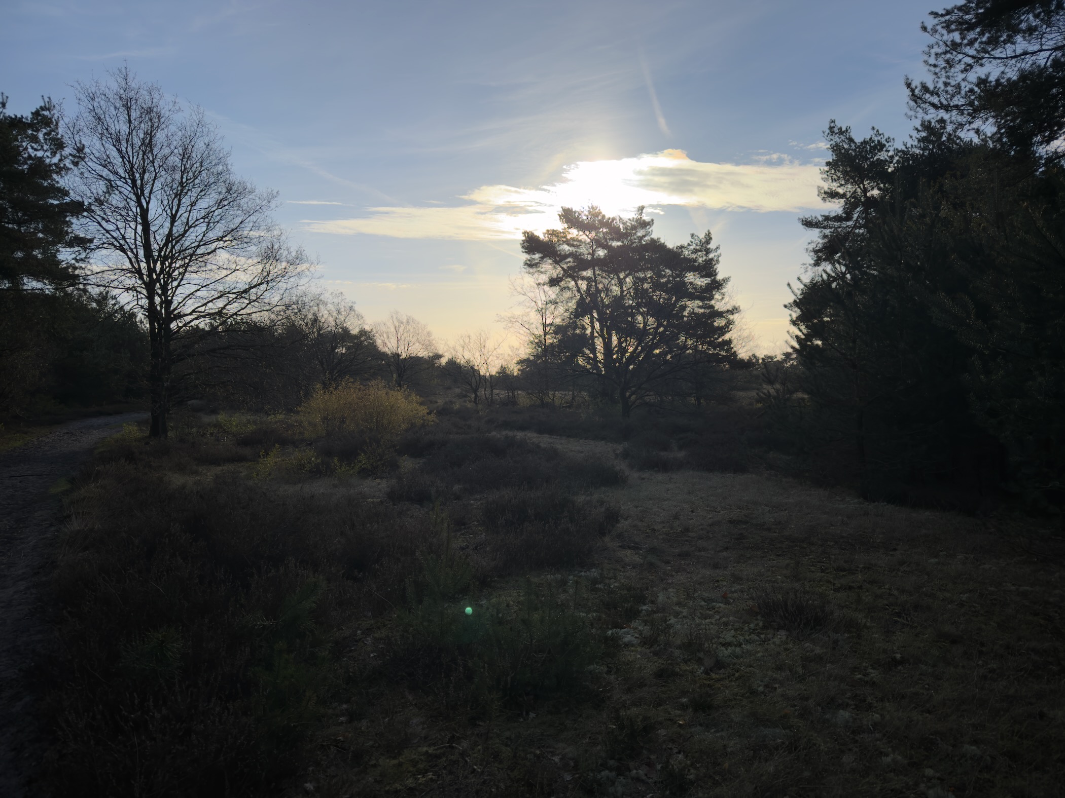 Heathland landscape with silhouetted pine trees against a bright morning sky