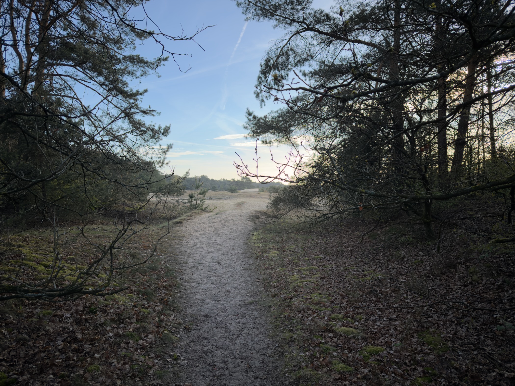 Trail leading out of the forest towards an open sand drift area