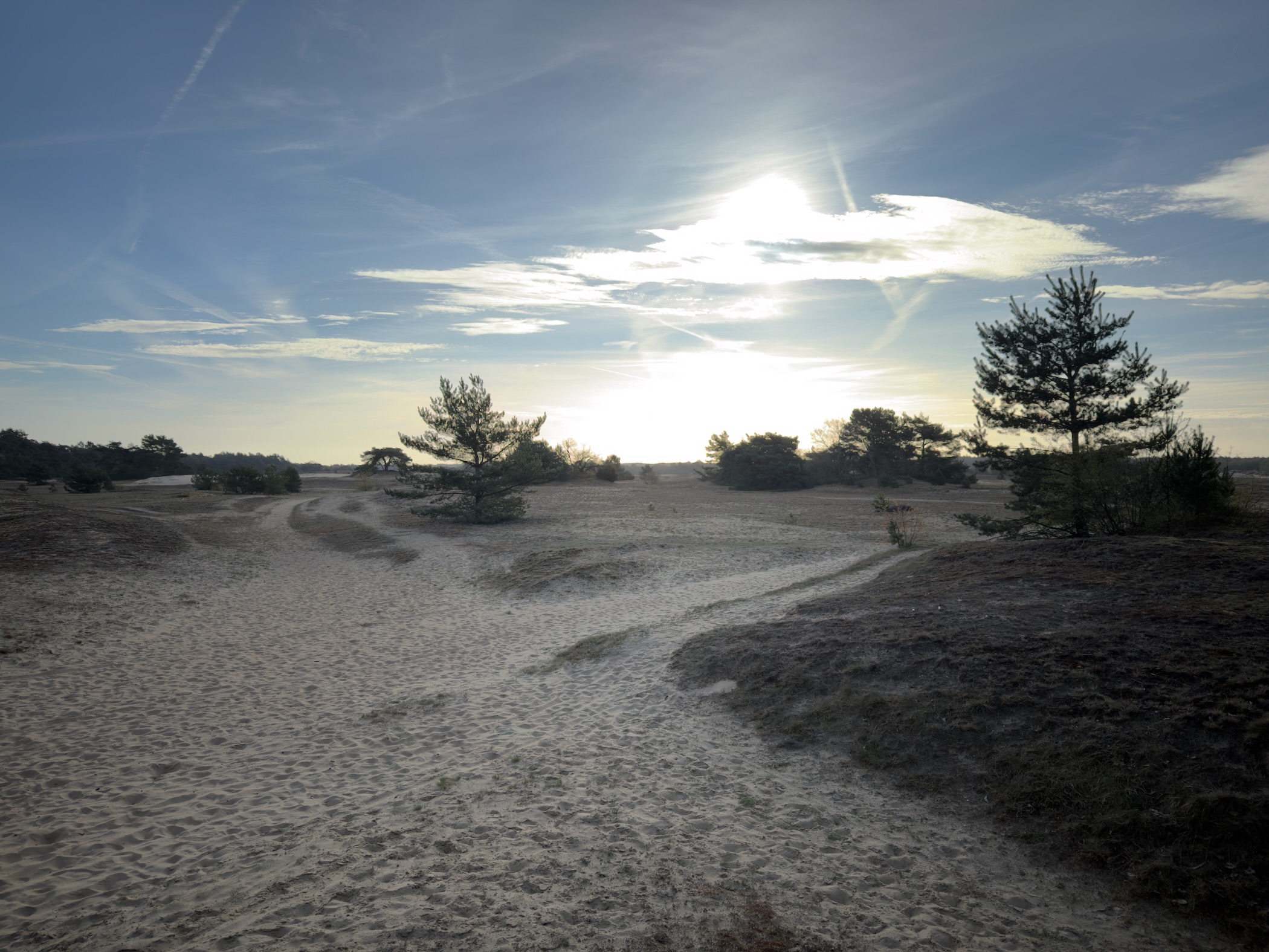 Vast sand dunes of the Kootwijkerzand with scattered pine trees and sun low in the sky