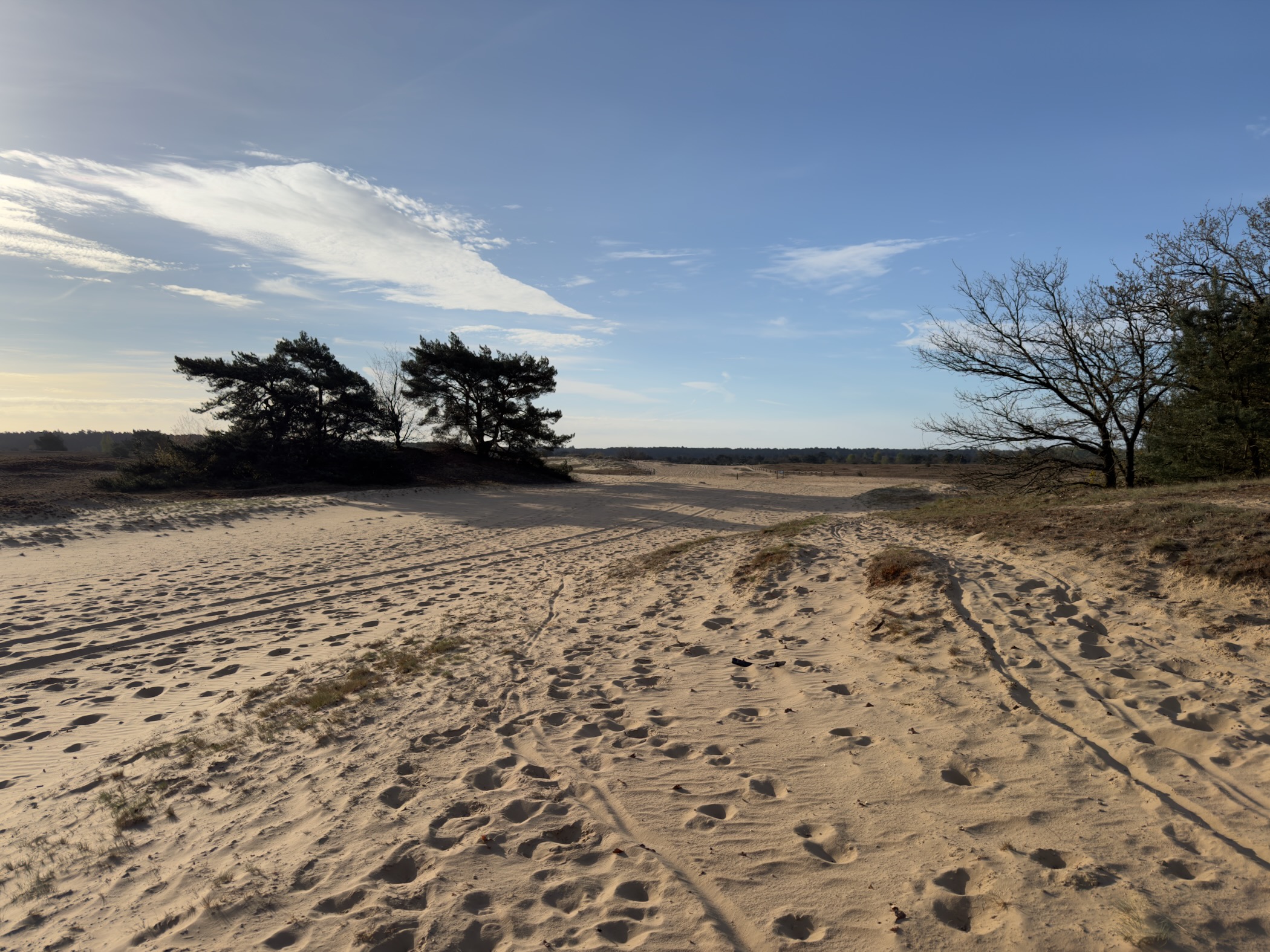 Wide open sand drift with footprints and pine trees under a blue sky