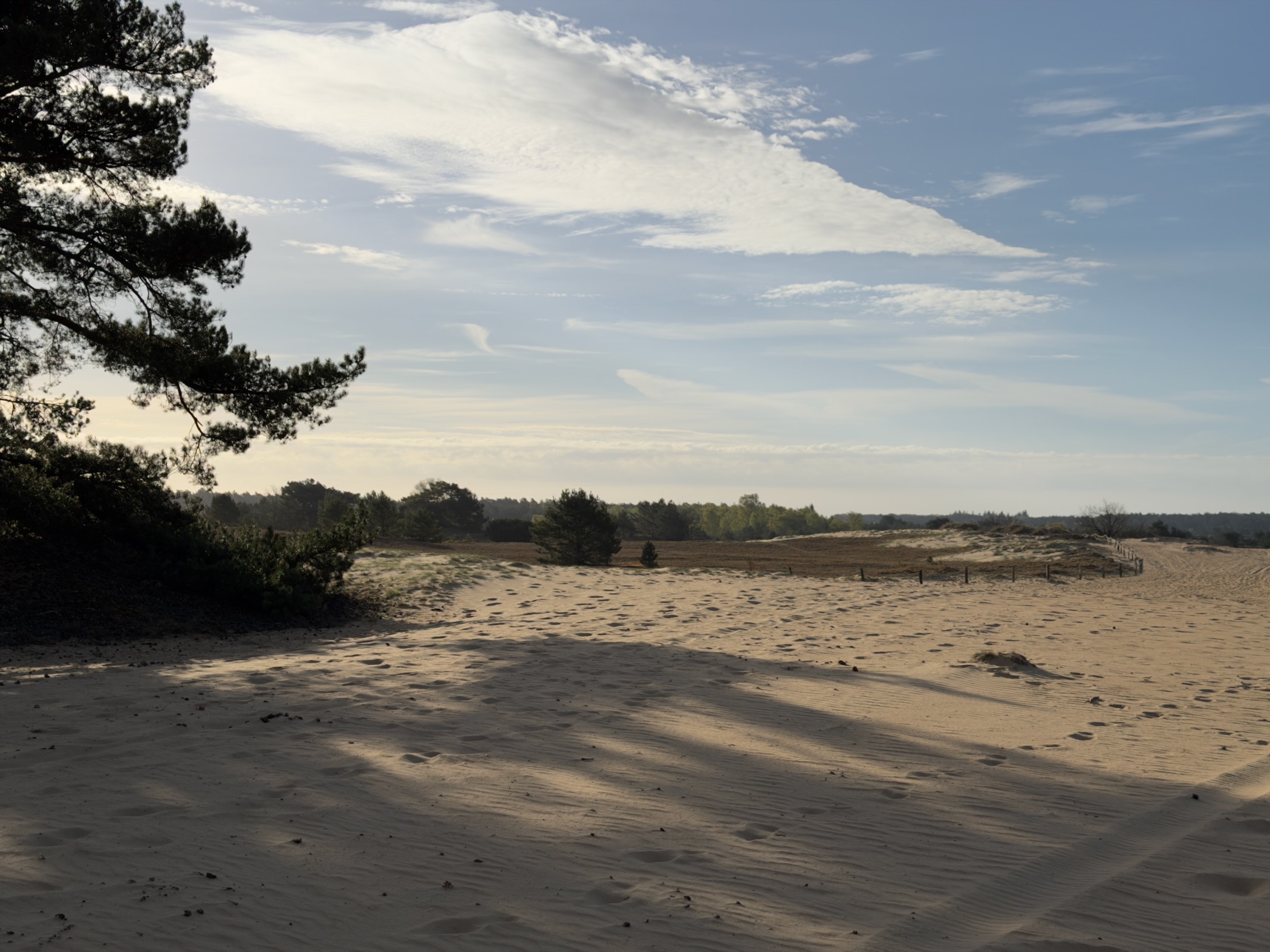 Expansive sand dunes with pine tree shadows and distant forest edge