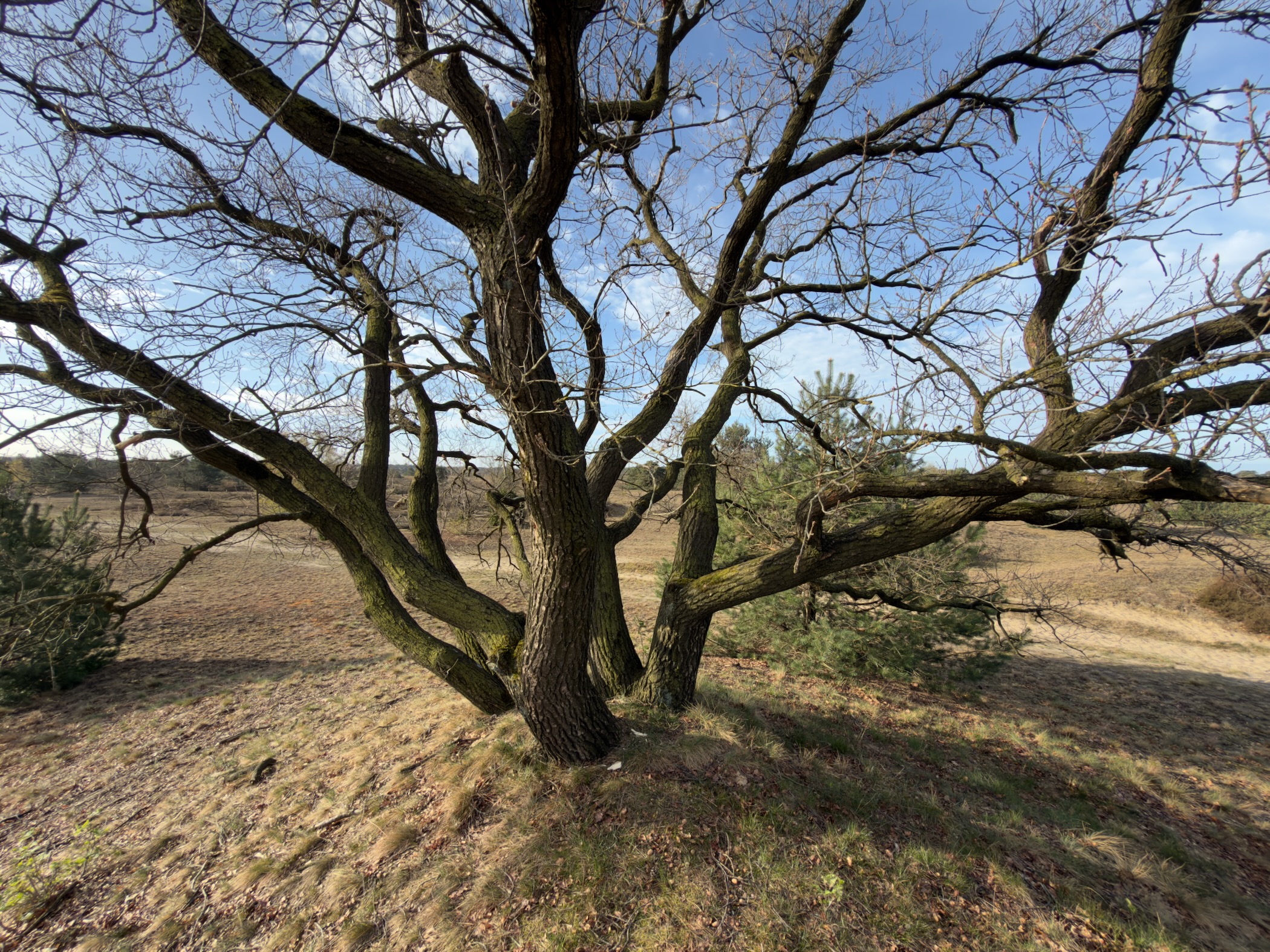 Large old oak tree with bare branches standing on a sandy hill