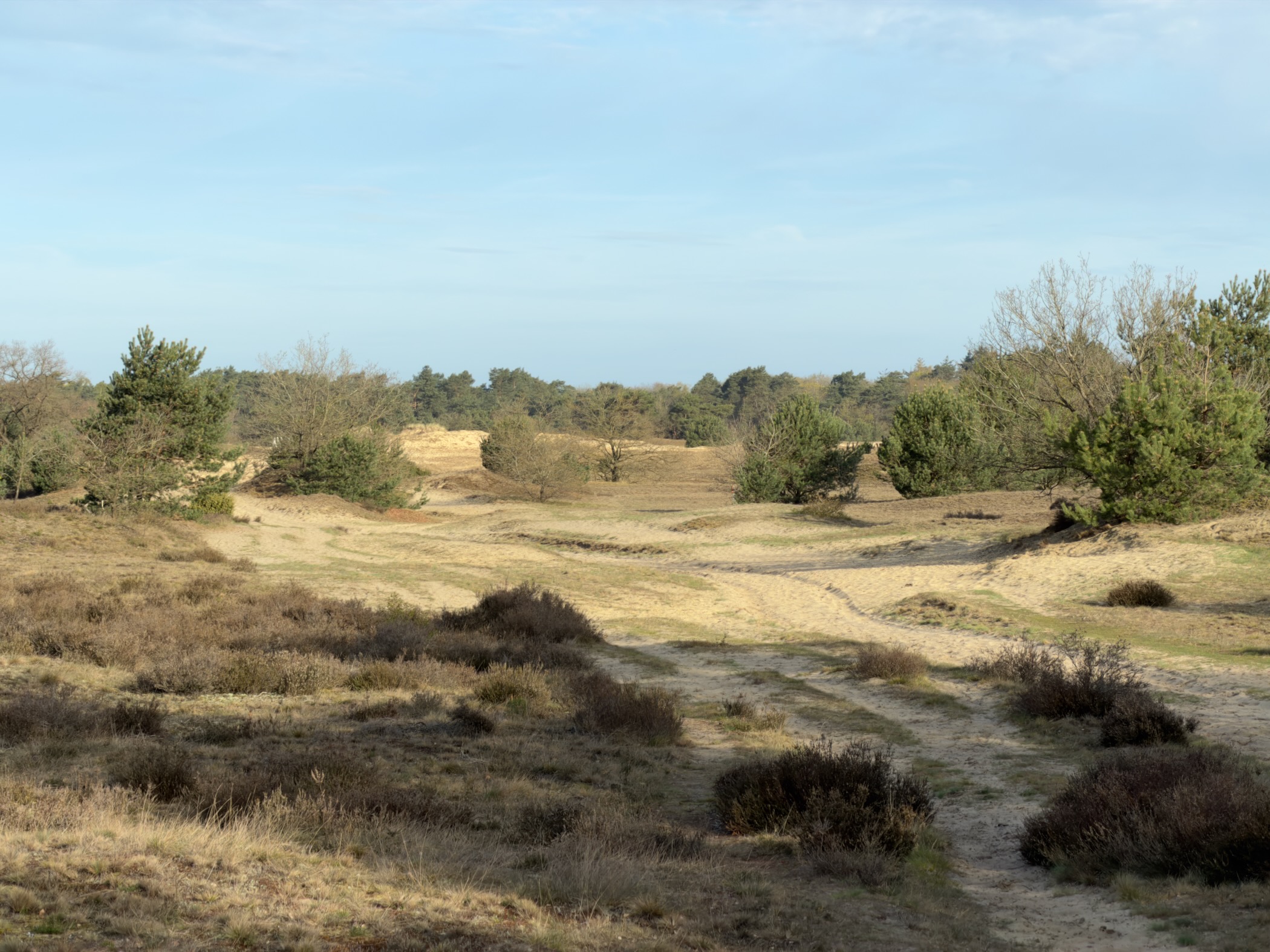 Rolling heathland with sand dunes and scattered vegetation under a blue sky