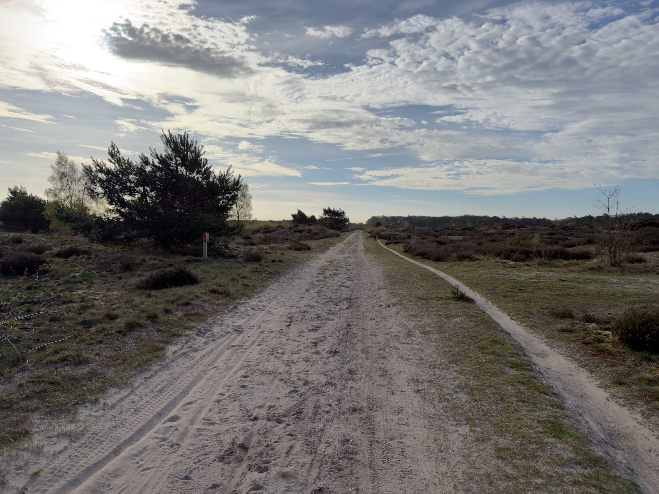 Long straight sandy path across heathland with pine trees on the side