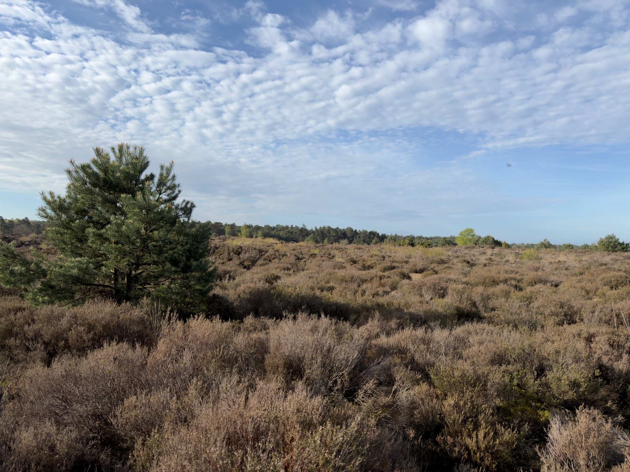 Heathland panorama with a solitary pine tree and wispy clouds