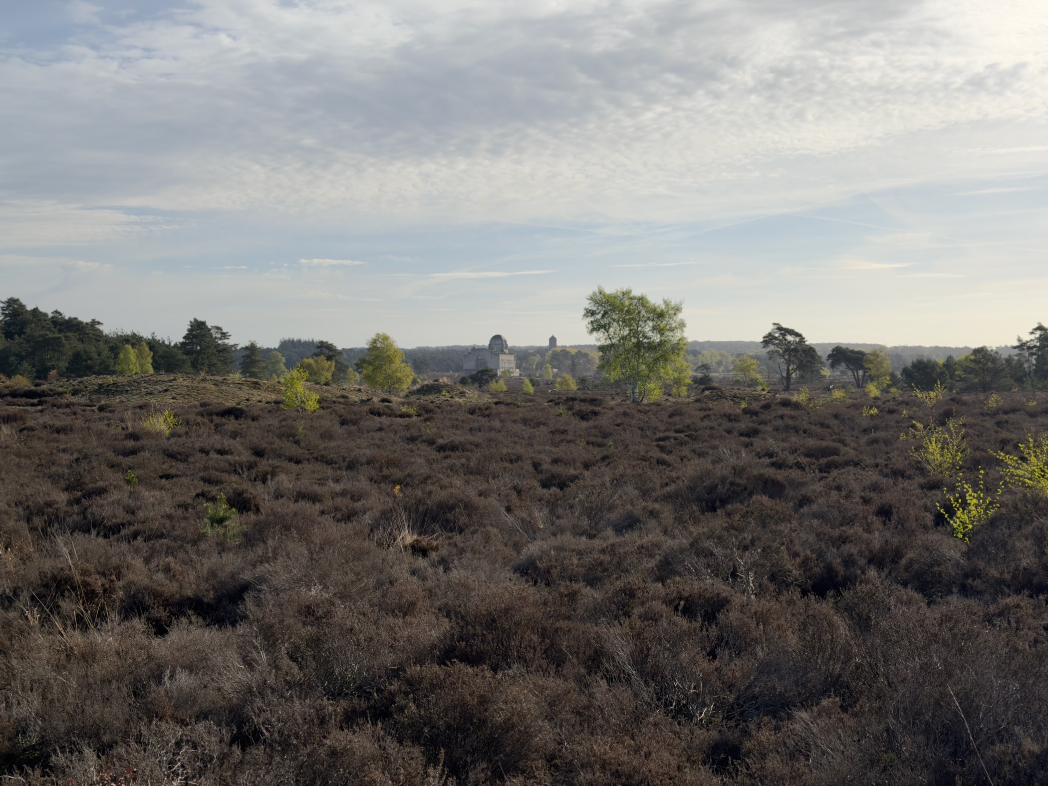 Heather-covered landscape with Radio Kootwijk building barely visible on the horizon