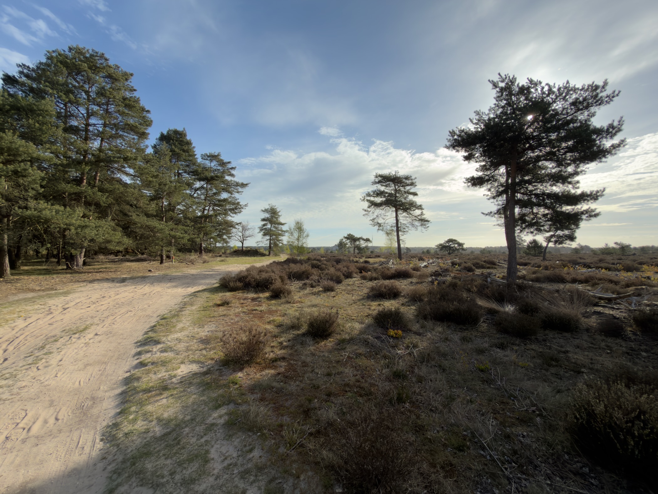 Sandy trail curving through heathland and pine trees under a partly cloudy sky