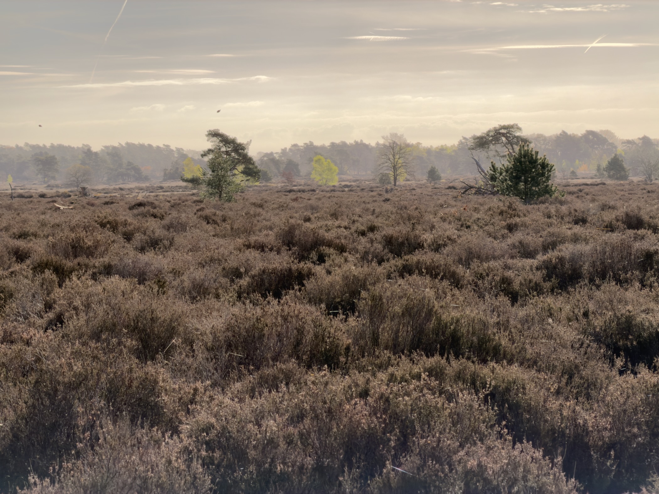 Misty heathland with scattered trees in soft morning light