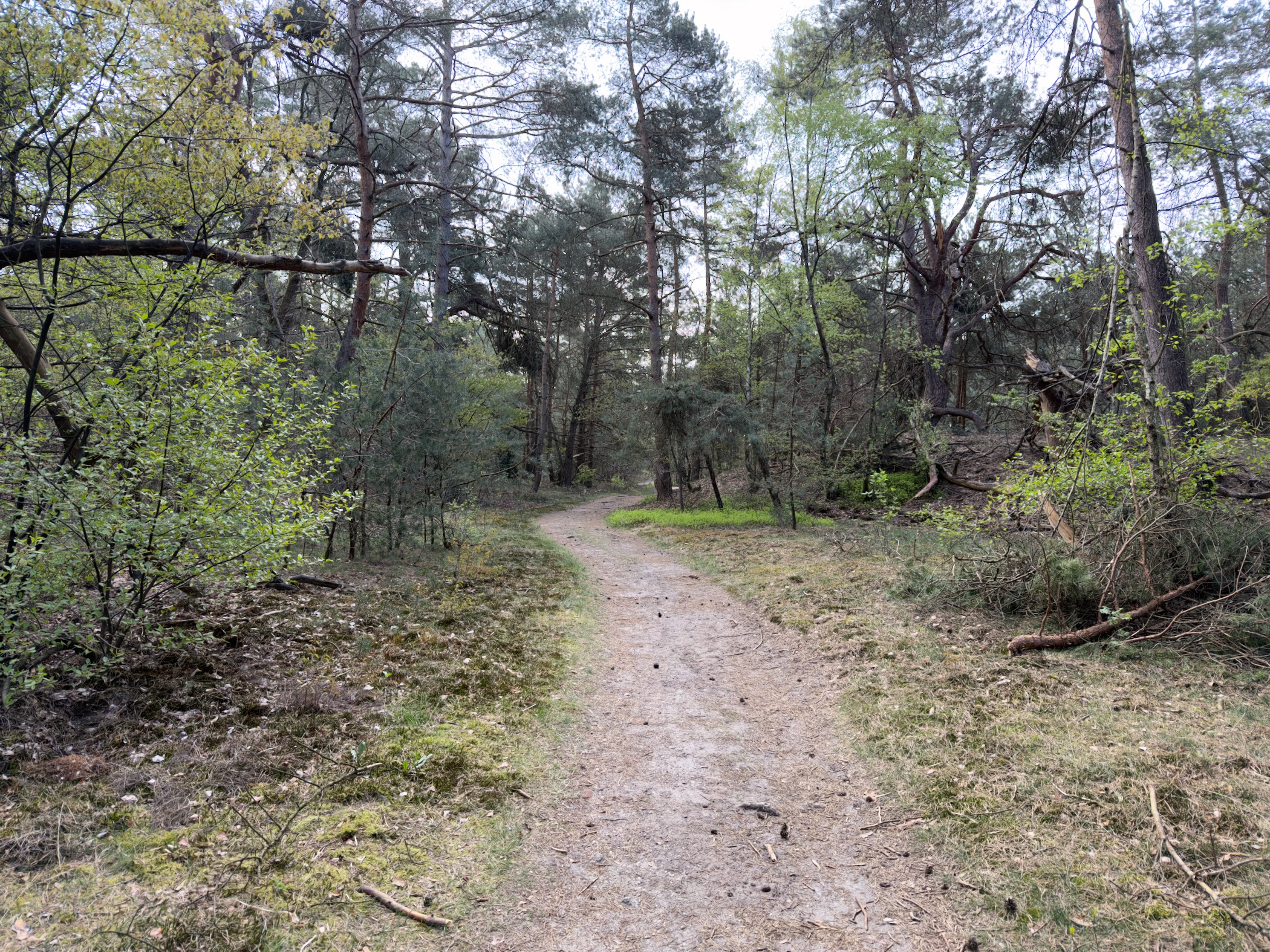 Narrow trail winding through a mixed forest with fresh spring foliage