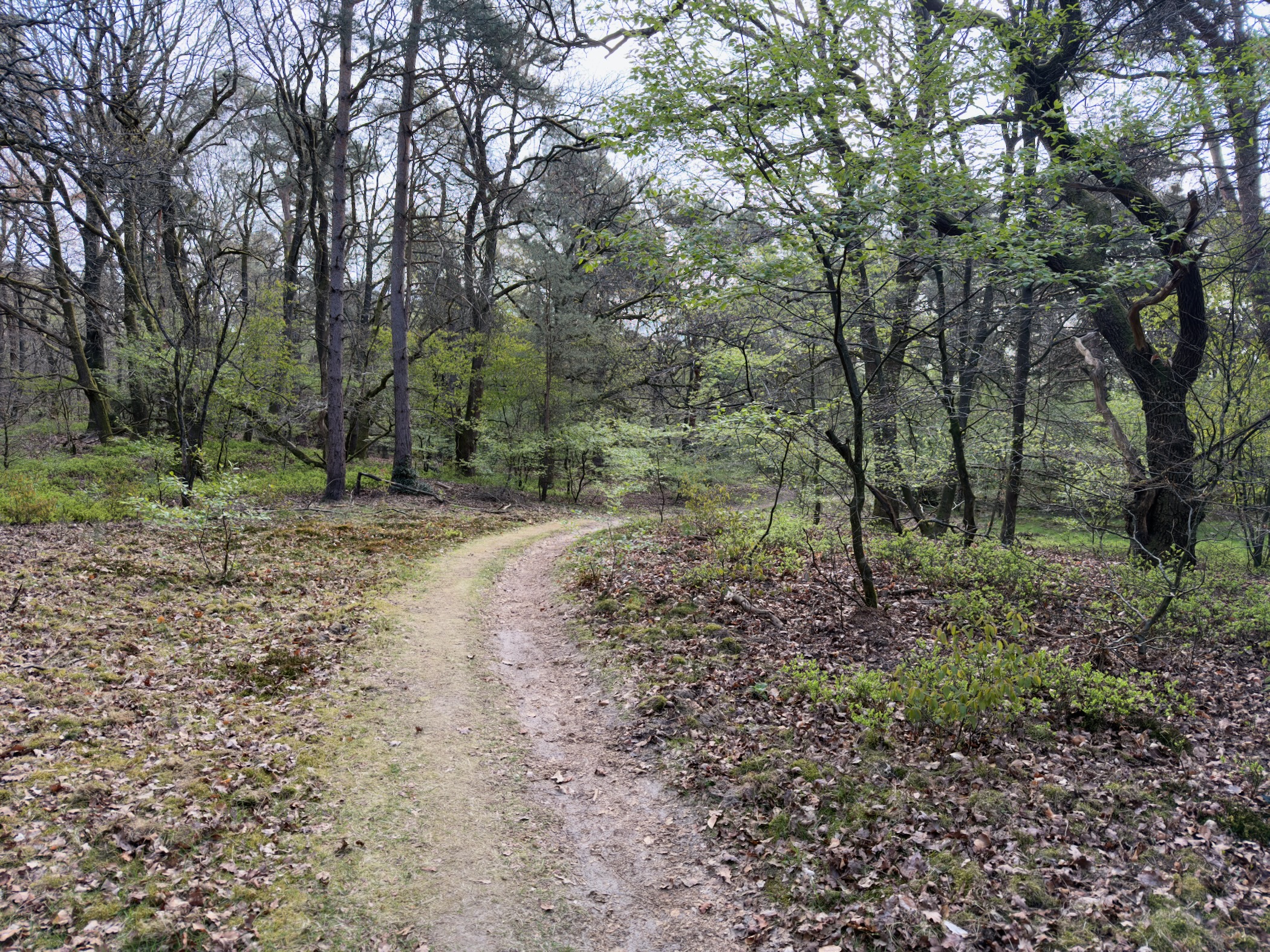 Winding path through an open deciduous forest with early green leaves
