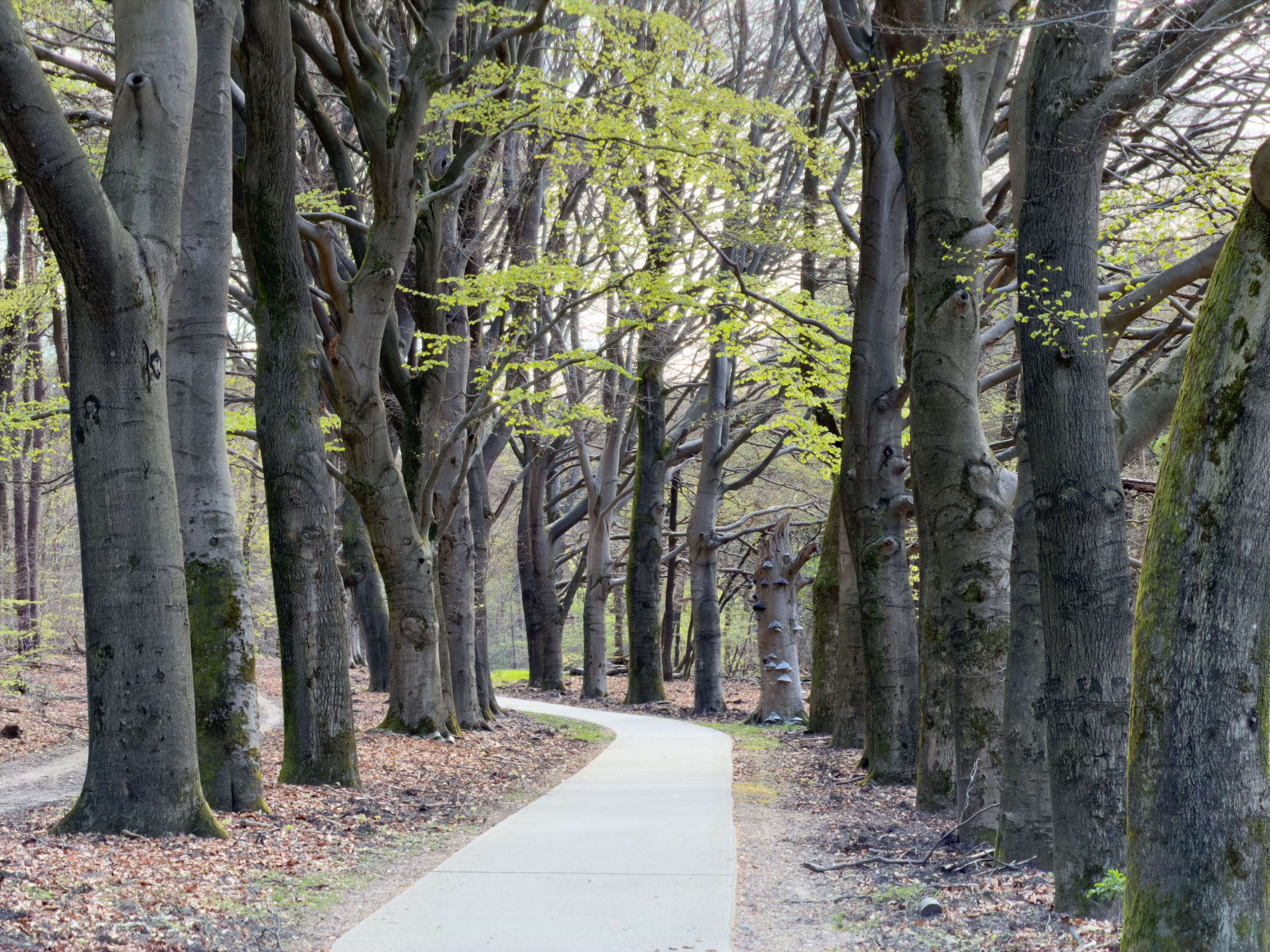 Path lined with tall beech trees forming a natural canopy with early spring leaves
