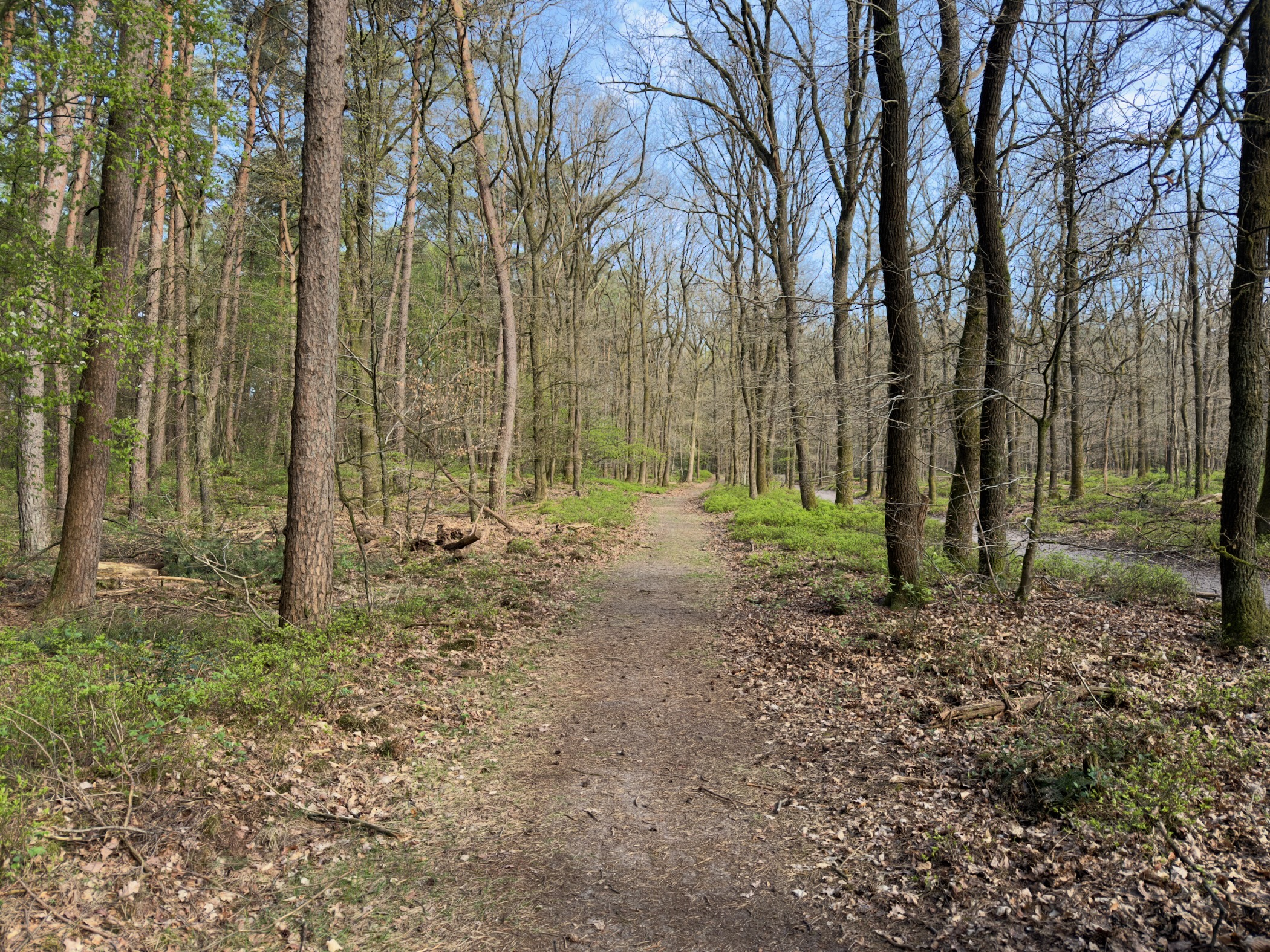 Forest trail through a bright deciduous woodland with fresh green undergrowth