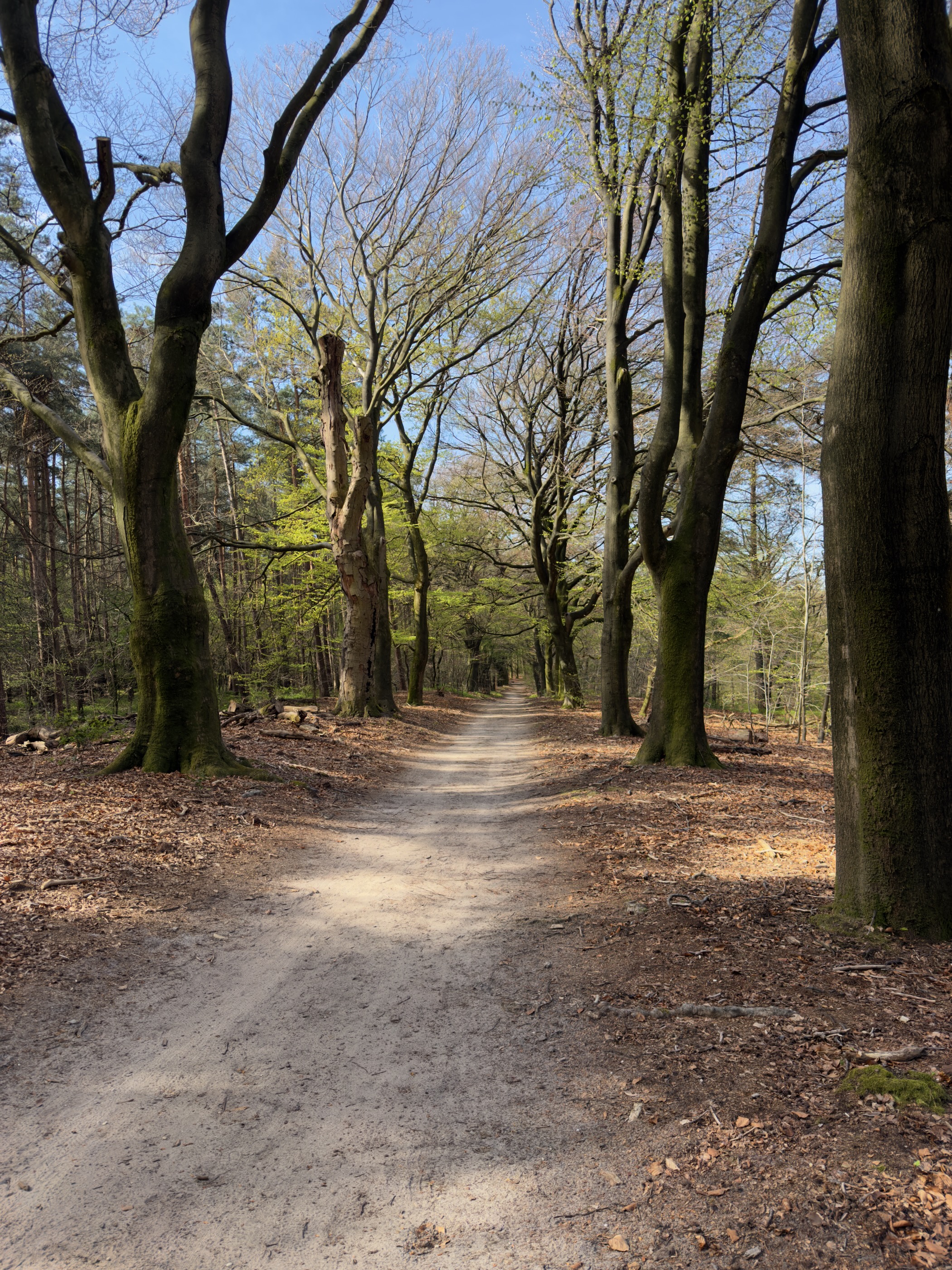 Wide sandy path through a tall beech forest with dappled sunlight