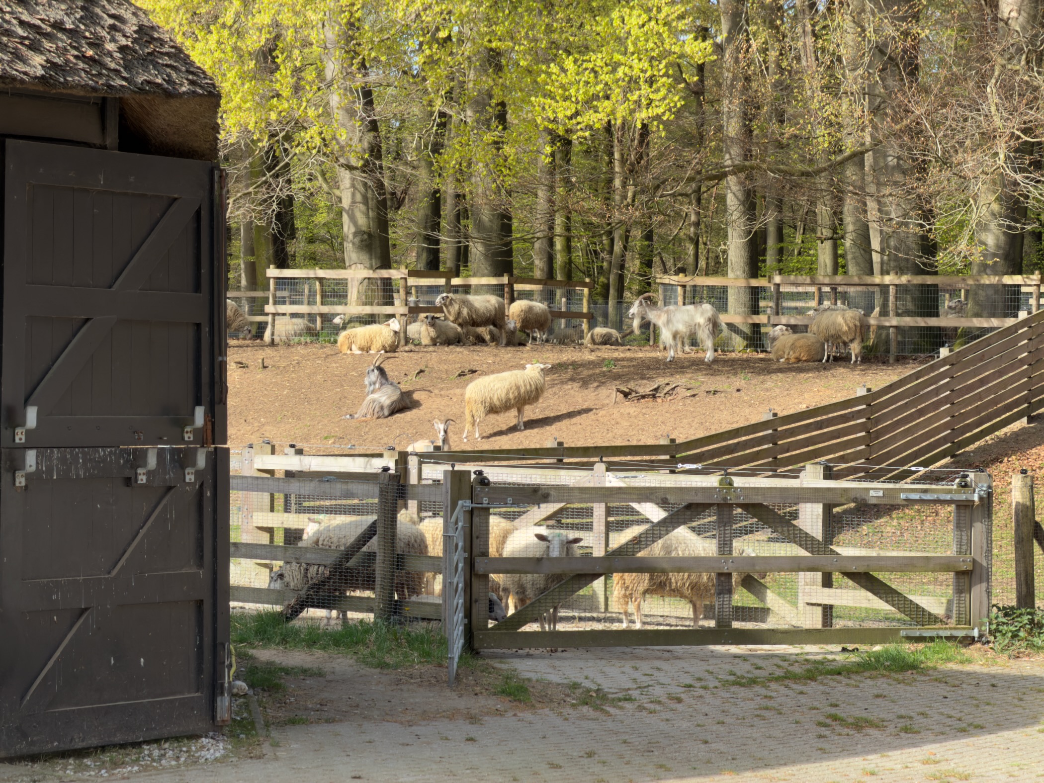 Sheep in a fenced paddock near a barn in the forest