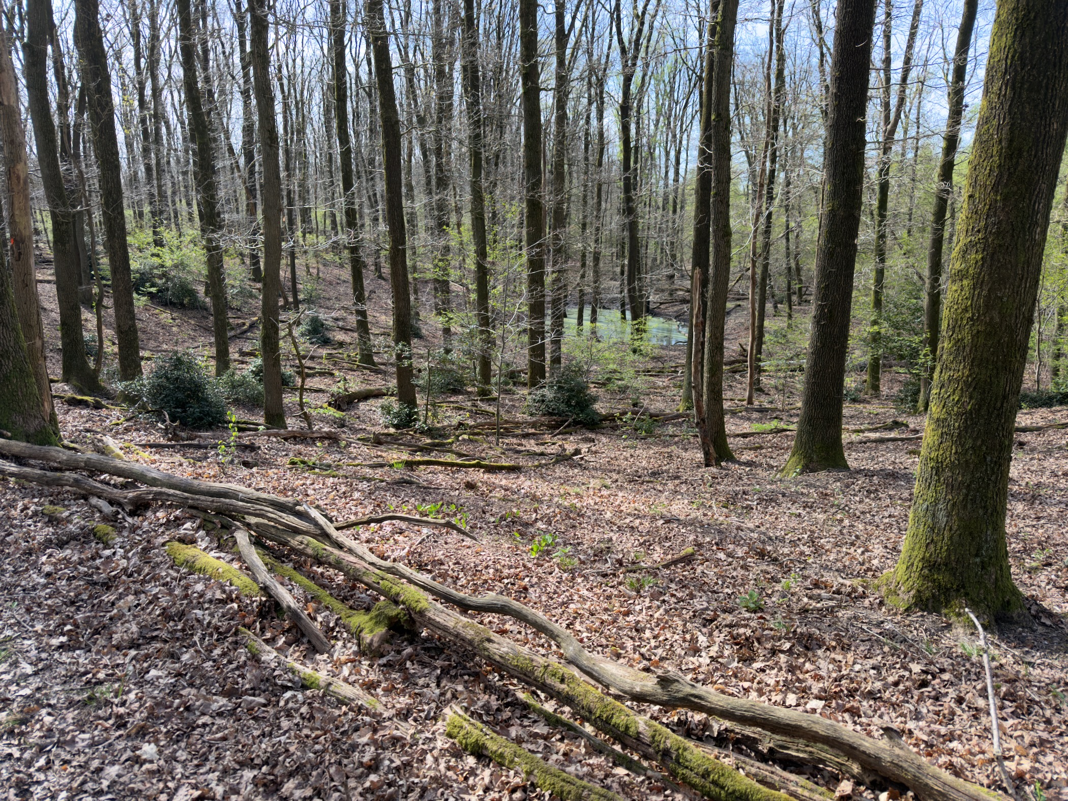 Dense forest with thin tree trunks, fallen branches and a mossy forest floor