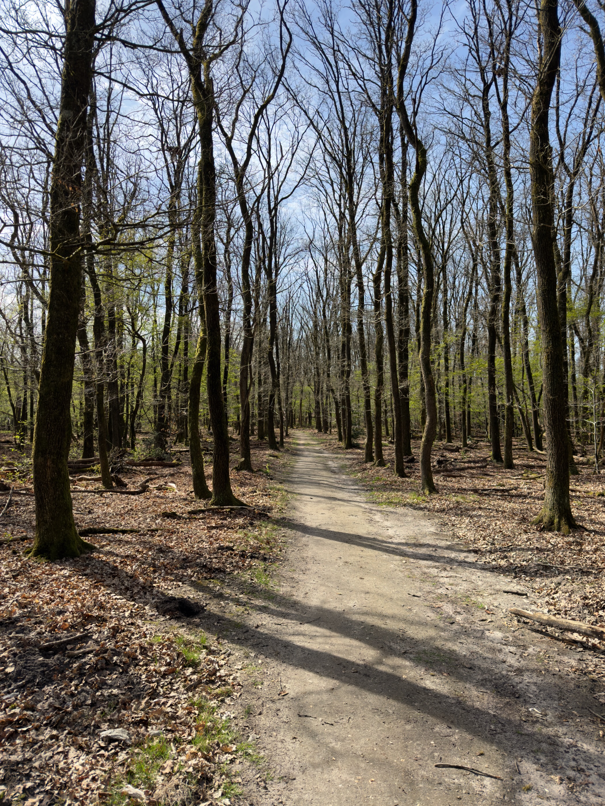 Sandy trail winding through a young deciduous forest in spring