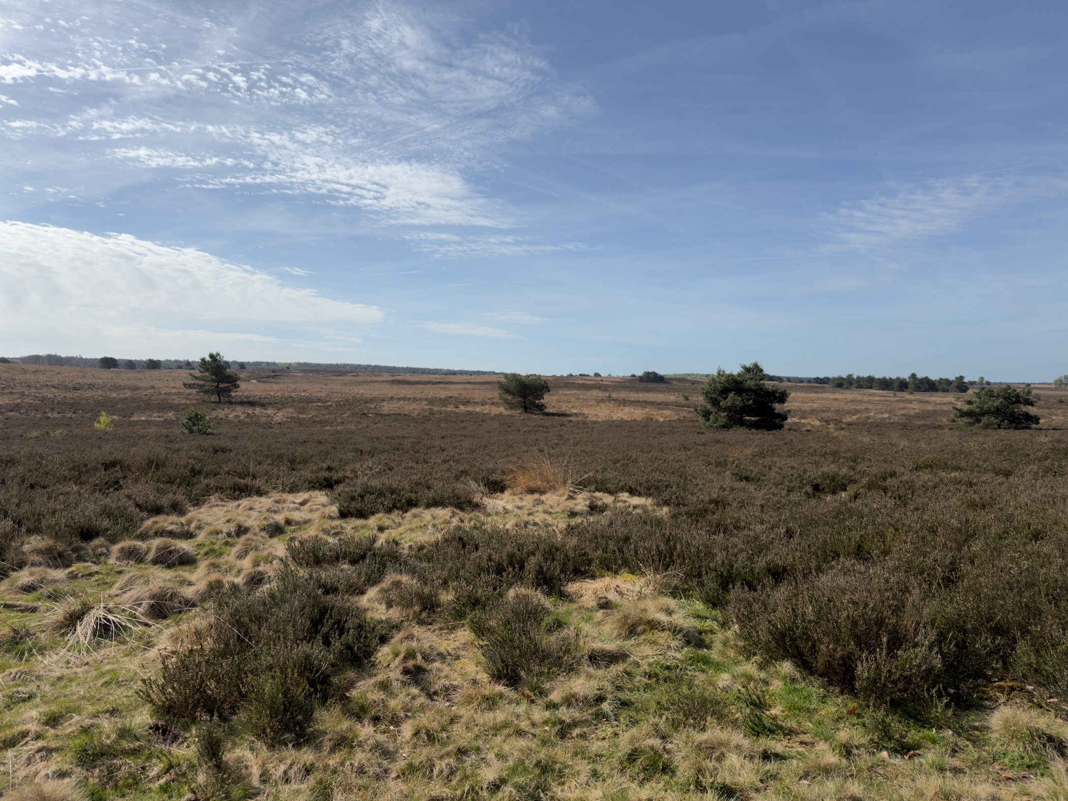 Open heathland with scattered pine trees under a blue sky with wispy clouds